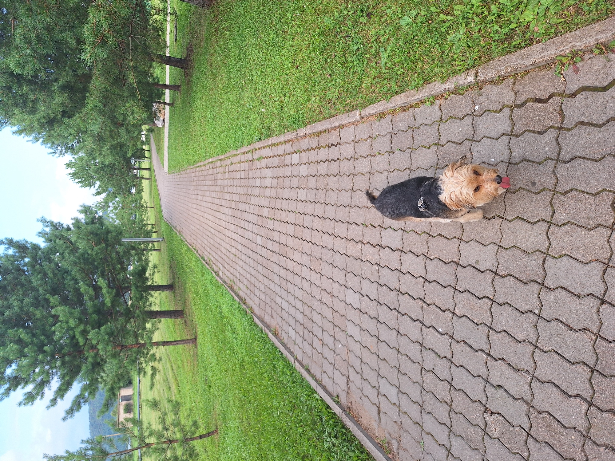 A small, terrier-mix dog with black and tan fur walks on a paved pathway in a park. The dog is in the foreground, facing slightly to the right, with its tongue sticking out. The pathway is made of interlocking gray pavers and is bordered by green grass on the right. Pine trees line the left side of the pathway, and a larger grassy area is visible beyond them. The background shows more trees and a hilly landscape under a cloudy sky. The location is identified as Atamanovka, Russia.