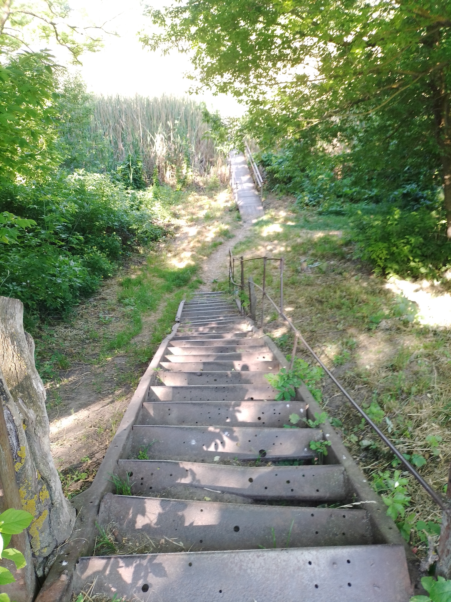 The image displays a steep, outdoor staircase made of old, dark metal leading upwards through an overgrown, natural environment. The perspective is from the bottom of the stairs, looking towards the top of an incline.
The stairs consist of wide, perforated metal treads, many of which have small tufts of grass and weeds growing through and around them. To the right, a weathered and rusted metal handrail with multiple horizontal bars runs alongside the staircase. A large, gnarled tree stump with patches of yellow lichen is visible on the far left in the foreground.
The area surrounding the stairs is abundant with lush green vegetation, including various bushes, trees, and tall grasses. A narrow dirt path runs parallel to the left side of the stairs. Towards the summit of the incline, a less defined set of steps or a wooden walkway appears to continue the ascent, culminating in a dense wall of tall, light-colored reeds or dry grass. The top of the image features bright, sunlit foliage, suggesting overhead tree cover.
The scene is bathed in bright daylight, casting distinct shadows across the stair treads and the ground, indicating either mid-morning or late afternoon. The light appears strong and somewhat hazy at the top of the incline. No people are visible, and there is no discernible text. The setting suggests a tranquil, possibly untended, natural pathway or access point in Ustyvytsia, Ukraine.