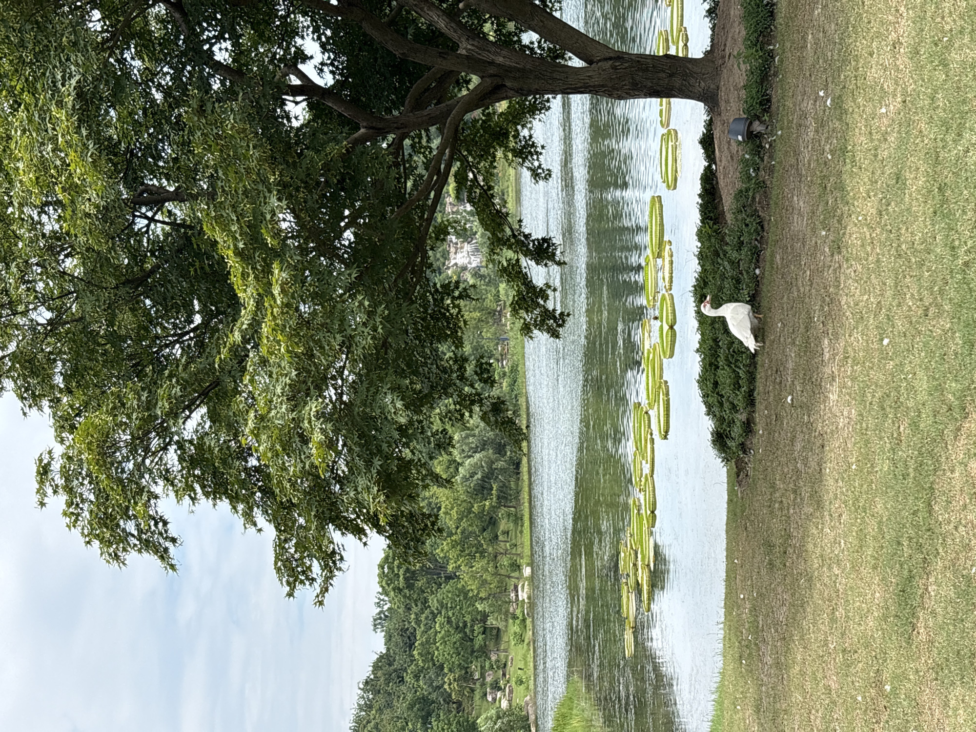 The image shows a serene natural landscape scene, likely from a park in Pudong, China, characterized by a large lake and lush greenery. A mature tree with dense foliage dominates the right side of the frame, its branches extending over the water. The lake is dotted with numerous lily pads, some of which are partially submerged, indicating shallow areas. In the distance, across the lake, a gentle slope is covered with a variety of trees, and a few scattered rocks are visible on the grassy bank. The sky is overcast with scattered clouds, suggesting a temperate climate. On the grassy bank in the foreground, a single white goose stands near a cluster of green bushes. The ground is covered with short, well-maintained grass, with a few stray feathers scattered about. A small, dark electrical fixture, possibly a light, is partially visible near the base of the tree. The overall impression is one of peaceful tranquility, characteristic of a well-kept park environment.