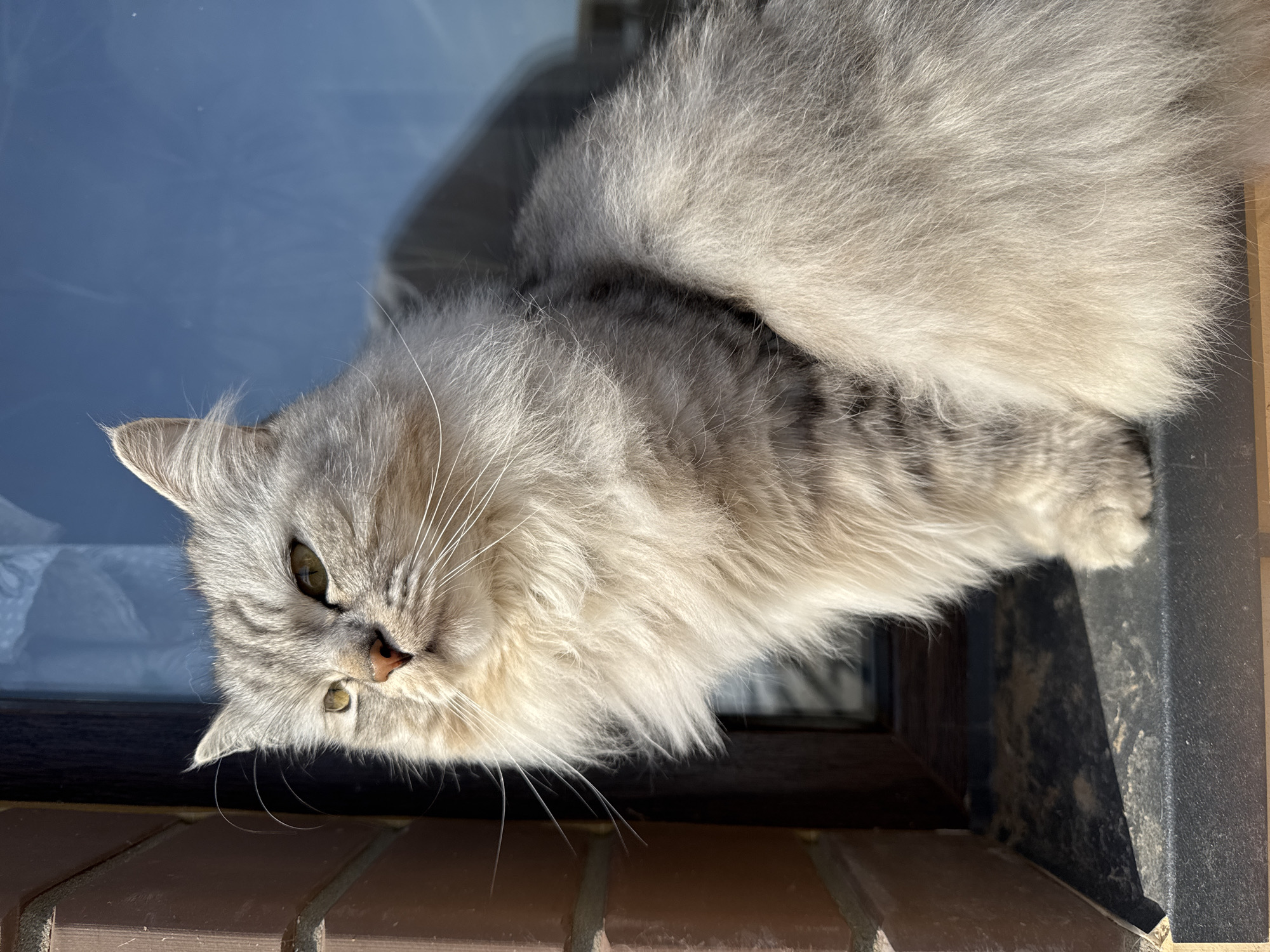 A gray fluffy cat is lying on a windowsill. The windowsill is made of brown brick and dark brown wood. The cat is illuminated by sunlight. The location is Gornyi, Russia.