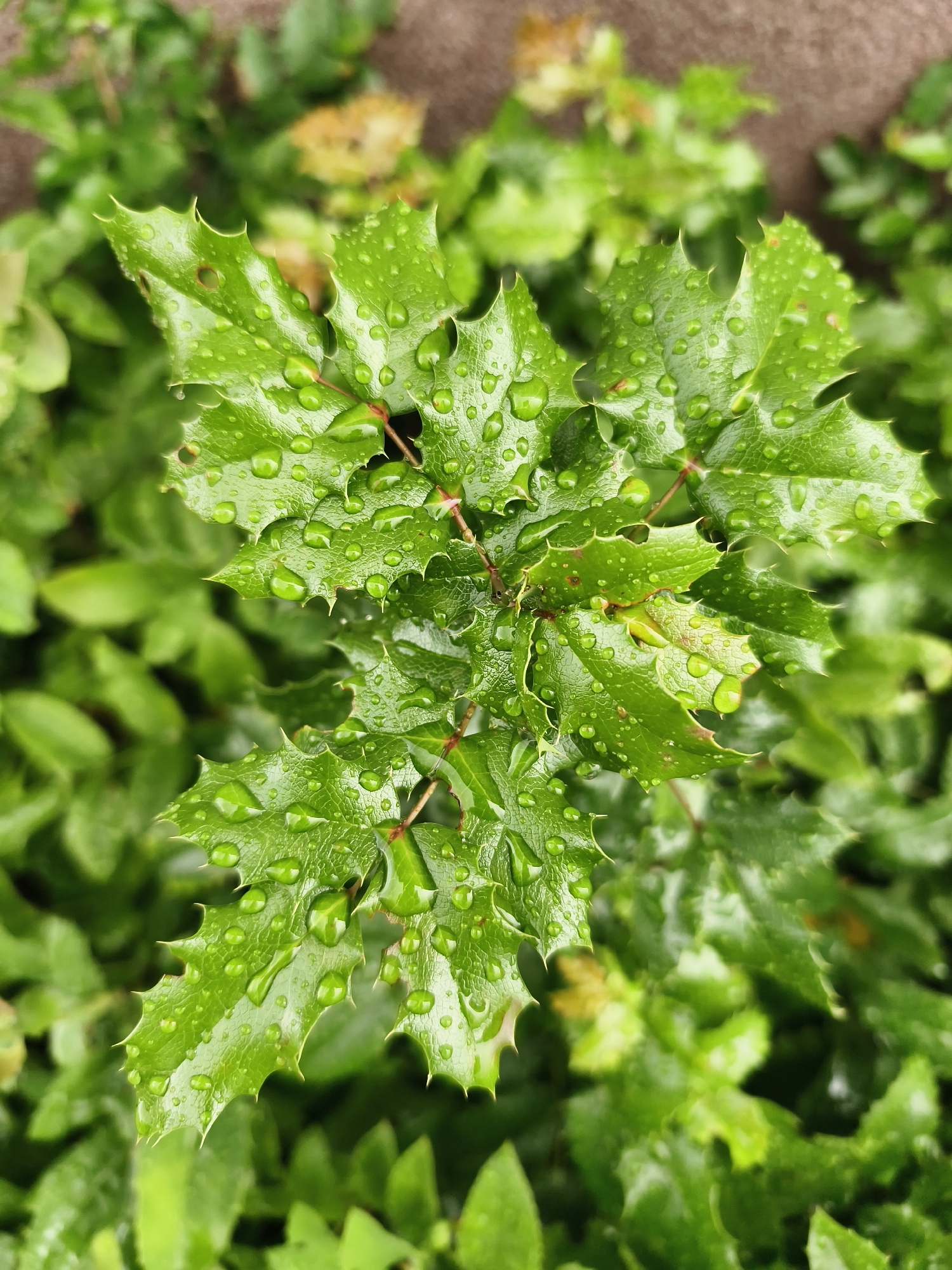 The image is a close-up, high-angle shot of a green, spiky leaf covered in numerous water droplets. The leaf is the primary subject, with its textured surface and sharp, serrated edges clearly visible. The water droplets appear fresh and reflect light, adding a glossy texture to the leaf. In the background, out-of-focus green foliage and a blurred earthy-toned surface can be seen, suggesting an outdoor environment. There is no information to suggest this image is related to Tczew, Poland.