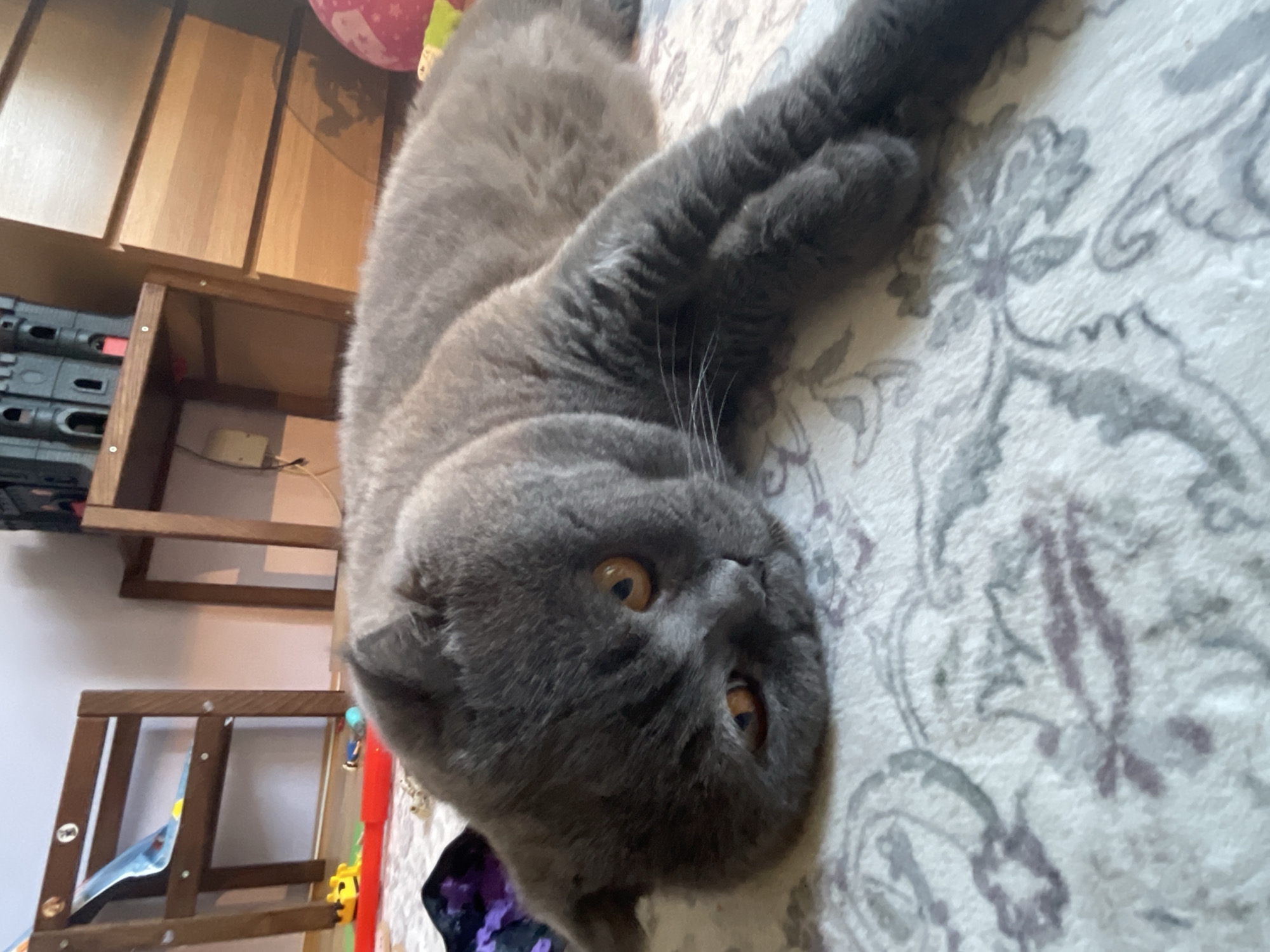 An adorable gray Scottish Fold cat with amber eyes is lying on a white rug with a floral pattern. The cat is positioned in the foreground, with its head resting on the rug and its body stretched out. In the background, there are wooden chairs, a toy castle, and a chest of drawers, suggesting a child's room or play area. The lighting is soft, creating a cozy atmosphere. The overall scene is peaceful and highlights the charm of the cat.