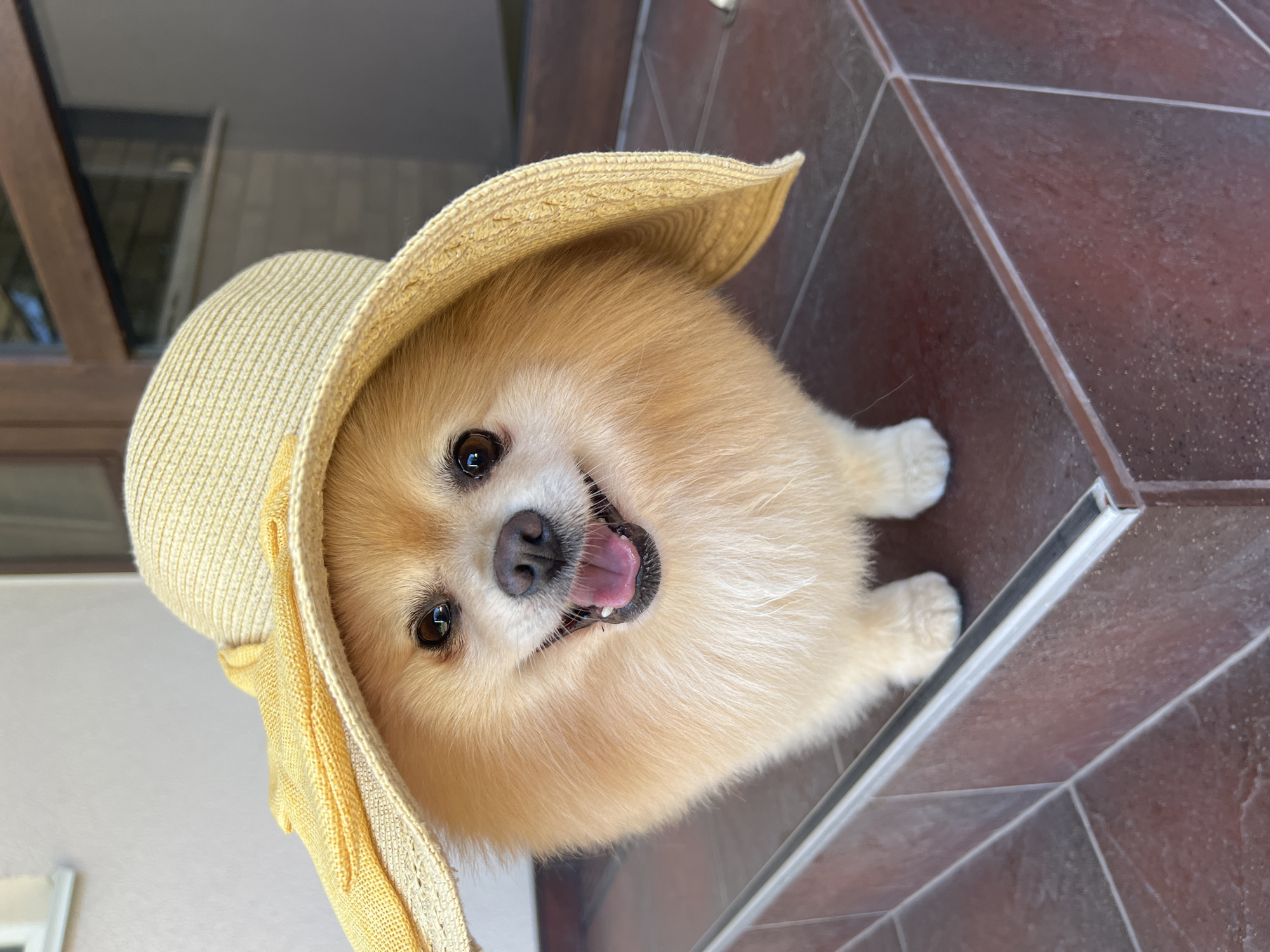 A light-colored Pomeranian dog is positioned outdoors on a tiled surface, wearing a wide-brimmed yellow straw hat. The dog is facing forward, its mouth open in a happy expression, with its tongue visible. The hat is significantly oversized, obscuring much of the dog's face, with its brim casting a shadow. The background includes a building facade with a window and what appears to be a doorway. The tiled surface suggests an outdoor step or patio area. The overall scene is bright and suggests a warm, sunny day. The location is identified as Pysarivka, Ukraine.