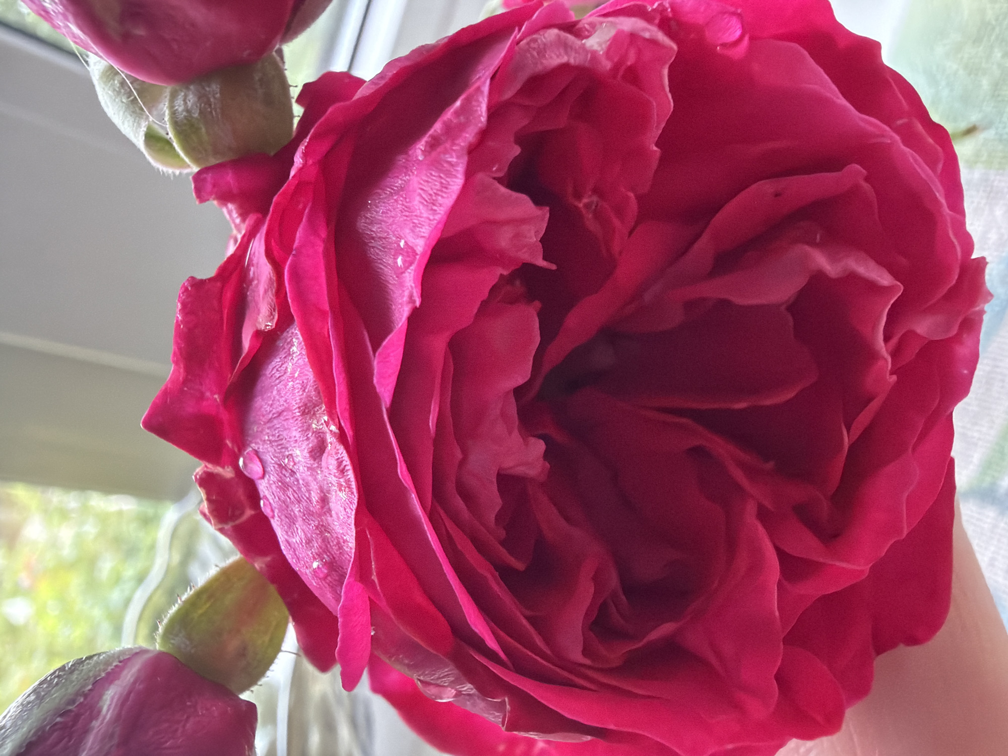 The image is a close-up, low-angle shot of a vibrant pink rose. The rose is fully bloomed with many layered petals, some of which have small water droplets on them. The background is blurred, showing a window with some greenery and light filtering through, suggesting an indoor setting near a window. The lighting is soft and natural. There are also a couple of unbloomed rose buds visible in the upper left and upper right portions of the image, with their green sepals. No people or specific city landmarks are visible. The location in Папярнянскі сельскі Савет, Belarus cannot be determined from the image.