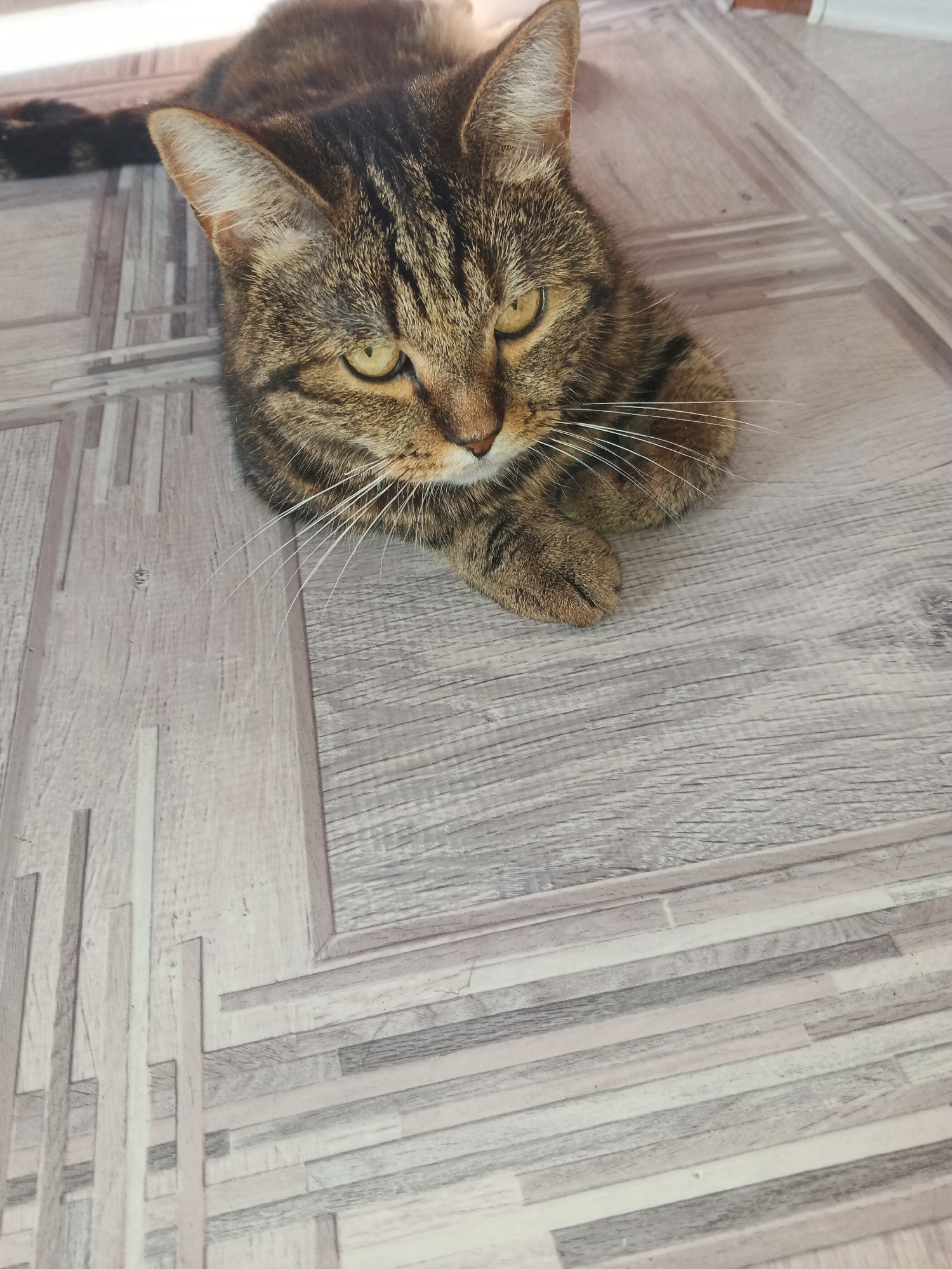A tabby cat with green eyes lies on a floor with a wood-grain tile pattern. The cat is facing to the right, with its head slightly tilted down. Its paws are tucked underneath its body. The floor is a light gray color with darker gray and white accents. The lighting in the image is bright, and the background is out of focus.