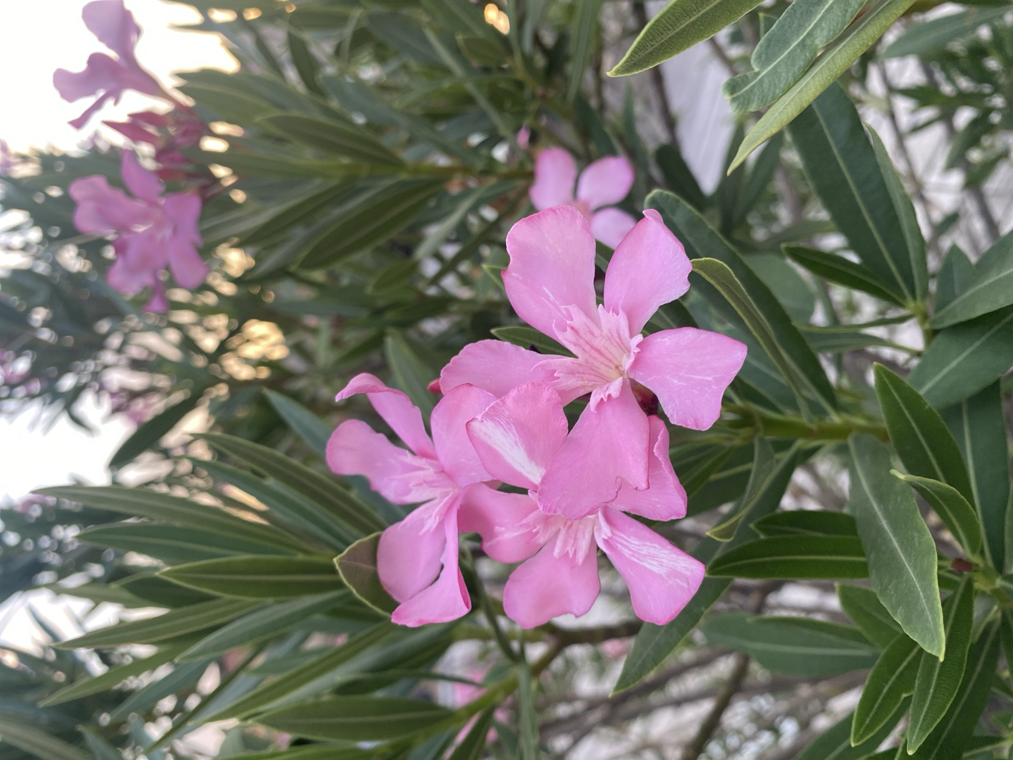 A close-up, vertical shot features a cluster of vibrant pink oleander flowers with elongated green leaves. The flowers, with their delicate, ruffled petals, are in various stages of bloom, some fully open and others still budding. The sunlight catches the petals, highlighting their soft texture and bright color. The background is a blur of soft green foliage and out-of-focus pink flowers, suggesting a garden setting in Purbach, Austria. The overall impression is one of natural beauty and tranquility.