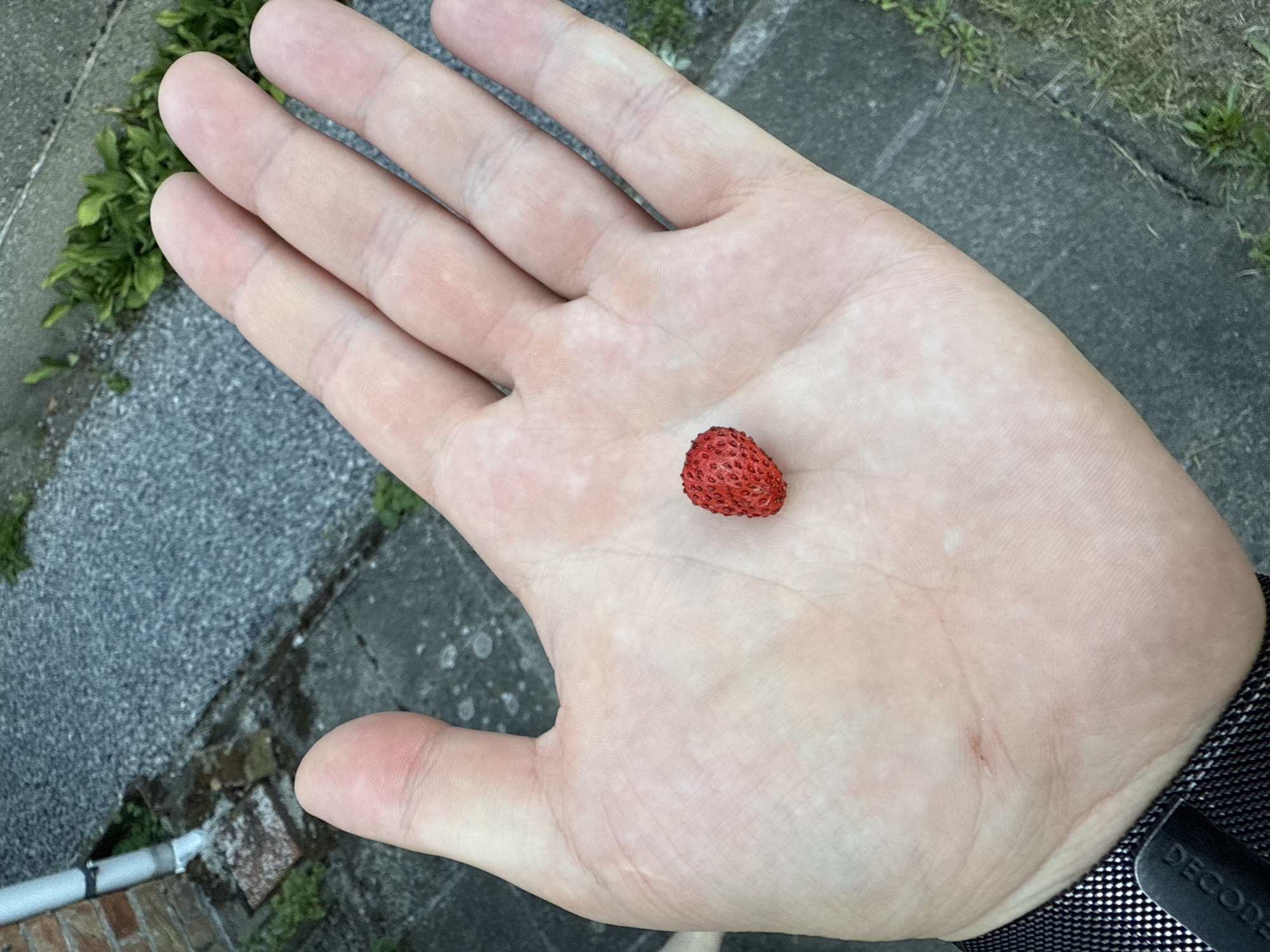 A person's palm is held open, displaying a single wild strawberry in the center. The hand appears to be resting on a grey concrete surface, possibly a sidewalk or pathway, with gravel and some green vegetation visible in the background. A brick wall and a white downspout are also present in the upper left corner of the image. The lighting suggests it is daytime, with natural light illuminating the scene. The context of Bruges, Belgium is not evident from the image itself.