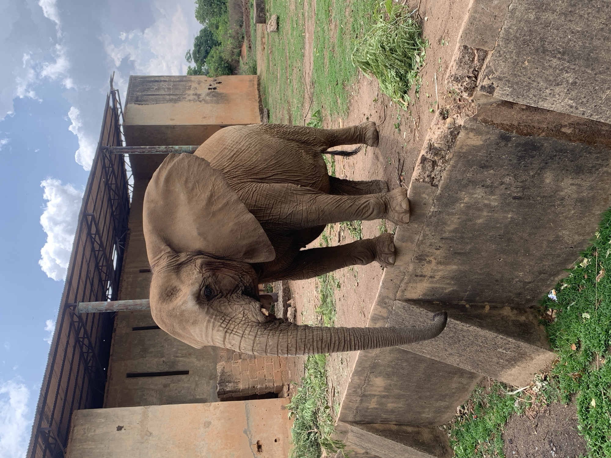 The image shows an elephant standing on a concrete ledge in an enclosure at the Jos Wildlife Park in Jos, Nigeria. The elephant is brown and appears to be reaching with its trunk. Behind the elephant are building structures, a metal canopy, and some vegetation. The sky is visible with scattered clouds.