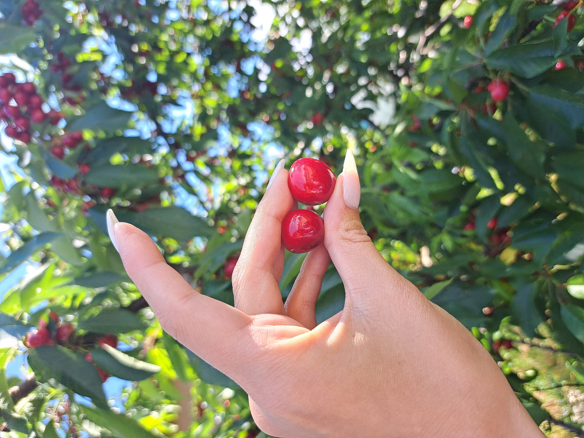 In Lokorsko, Bulgaria, a hand with manicured nails is holding two ripe red cherries between the thumb and forefinger. The background is blurred but shows a cherry tree with abundant green leaves and more red cherries. The sun is shining, creating bokeh effects in the background.