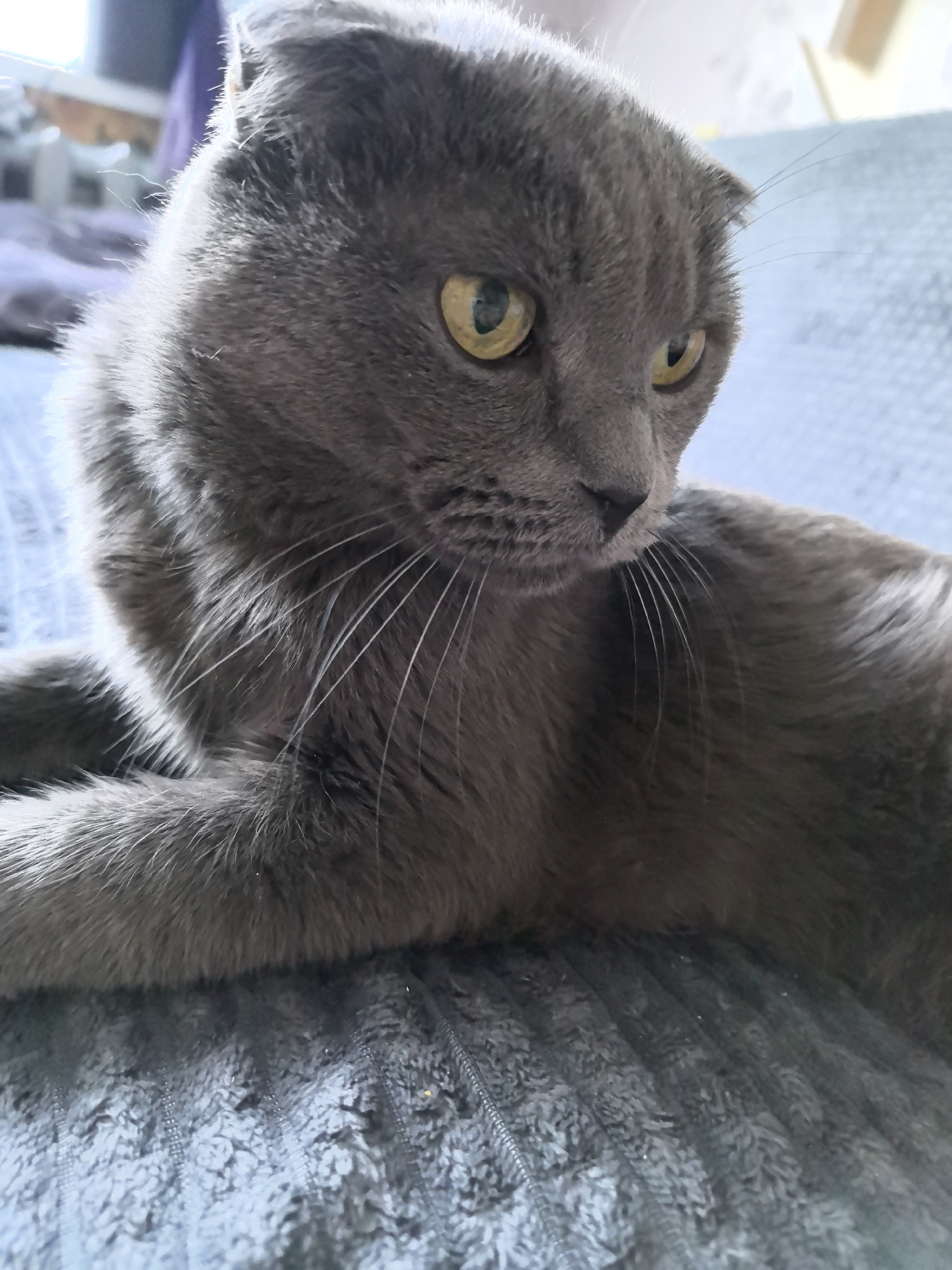 The image shows a gray Scottish Fold cat with yellow eyes lying on a blue textured blanket. The cat is facing towards the right of the frame. The location of the image is unknown, there is no evidence to indicate it being in the city of Chaikovsky, Russia.