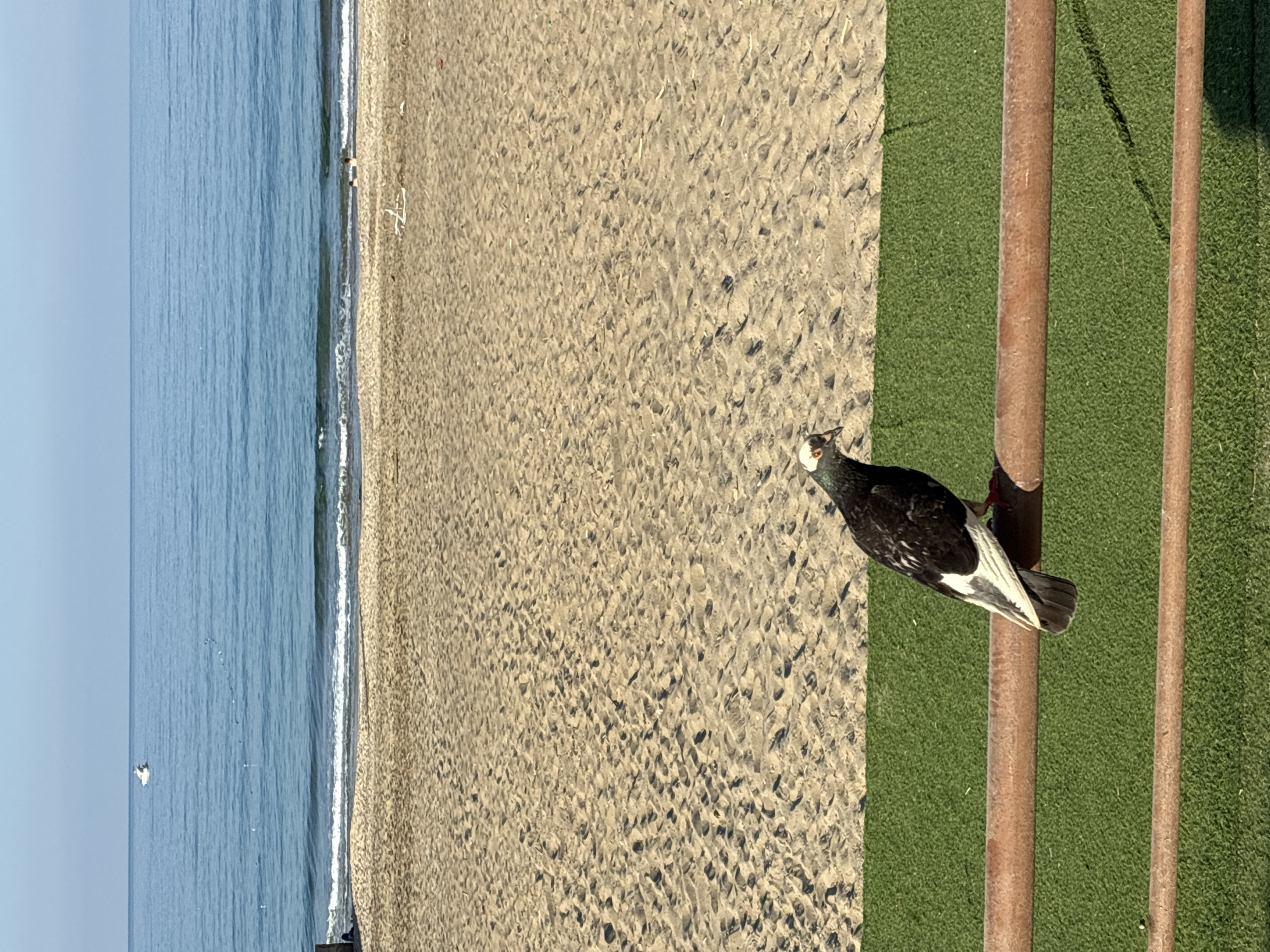 A pigeon is perched on a rustic brown railing in the foreground, with its black and white plumage clearly visible. Behind the railing is a patch of artificial green turf. Further back, a sandy beach stretches out, marked with numerous footprints. The sea is visible beyond the beach, with gentle waves lapping the shore under a clear, pale blue sky. A small white boat is visible in the distance on the water. The scene appears to be a public area, likely along the coast of Alanya, Turkey, given the sandy beach and the characteristic clear blue waters of the Mediterranean. The lighting suggests it is daytime, possibly morning or afternoon. There are no visible people in the immediate foreground or midground, though the footprints on the sand indicate recent human presence.