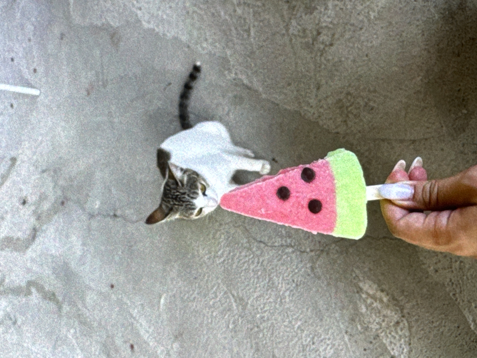 A cat is sniffing a watermelon popsicle held by a hand with long, manicured nails. The scene takes place on a light gray textured surface, likely concrete or stone.