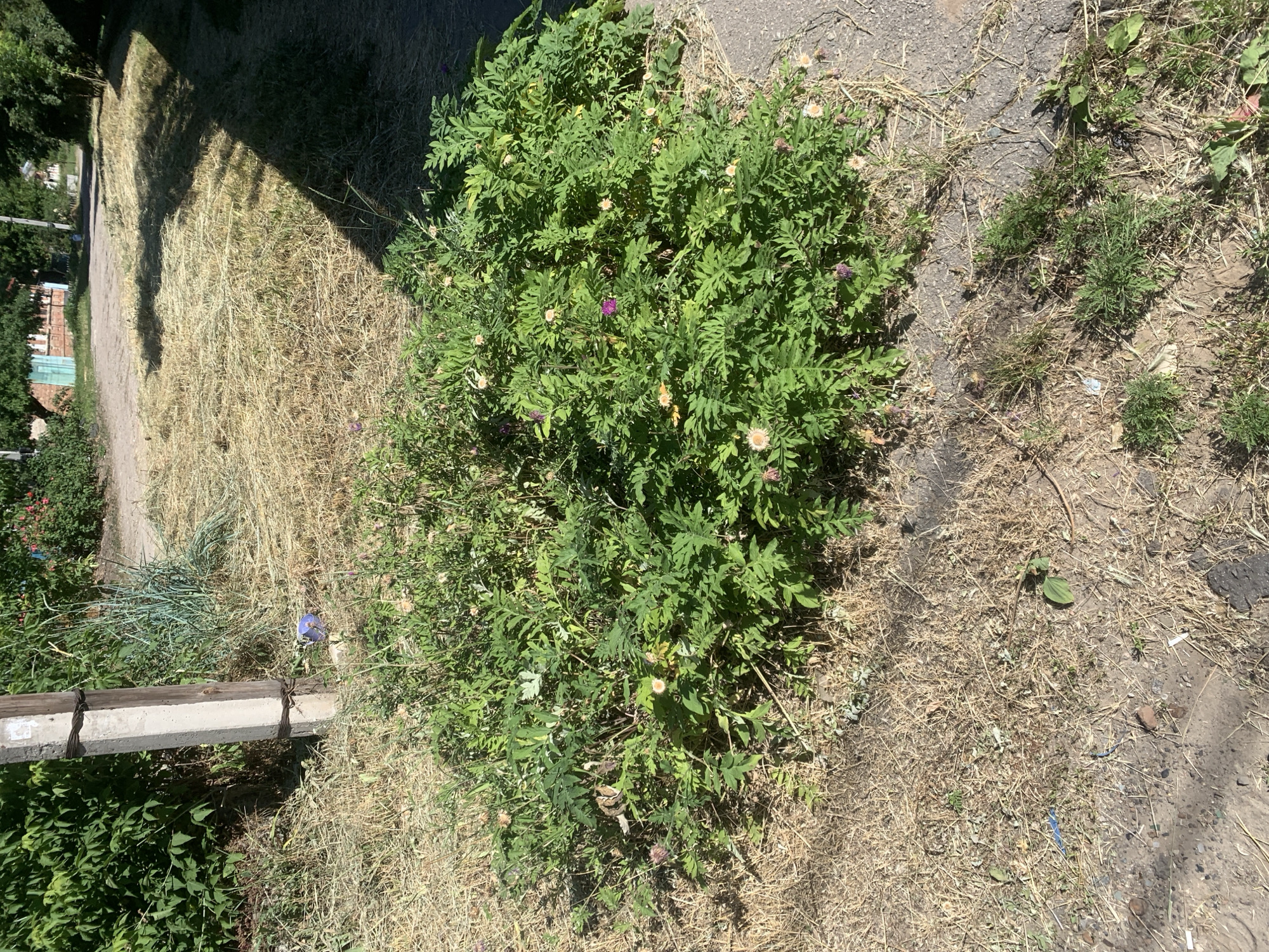 An eye-level, medium shot captures a dense, green bush with scattered light pink and purple flowers, situated on a patch of dry, yellowed grass next to a concrete sidewalk. The bush is centrally located in the frame, with its branches and leaves filling the majority of the lower half of the image. Sunlight casts sharp shadows across the dry grass and sidewalk from an unseen object to the right of the frame. In the background, a light gray concrete utility pole stands to the left, adorned with dark wire. Beyond the pole, green foliage from trees and bushes create a dense backdrop. Further in the distance, a portion of a building with a light blue facade and a red-tiled roof is visible, suggesting an outdoor, possibly residential or rural, setting within the city of Unknown, Unknown. The ground around the bush consists of dry, sparse grass and dirt, with a few small green plants pushing through. A discarded blue plastic cup is visible near the base of the utility pole.