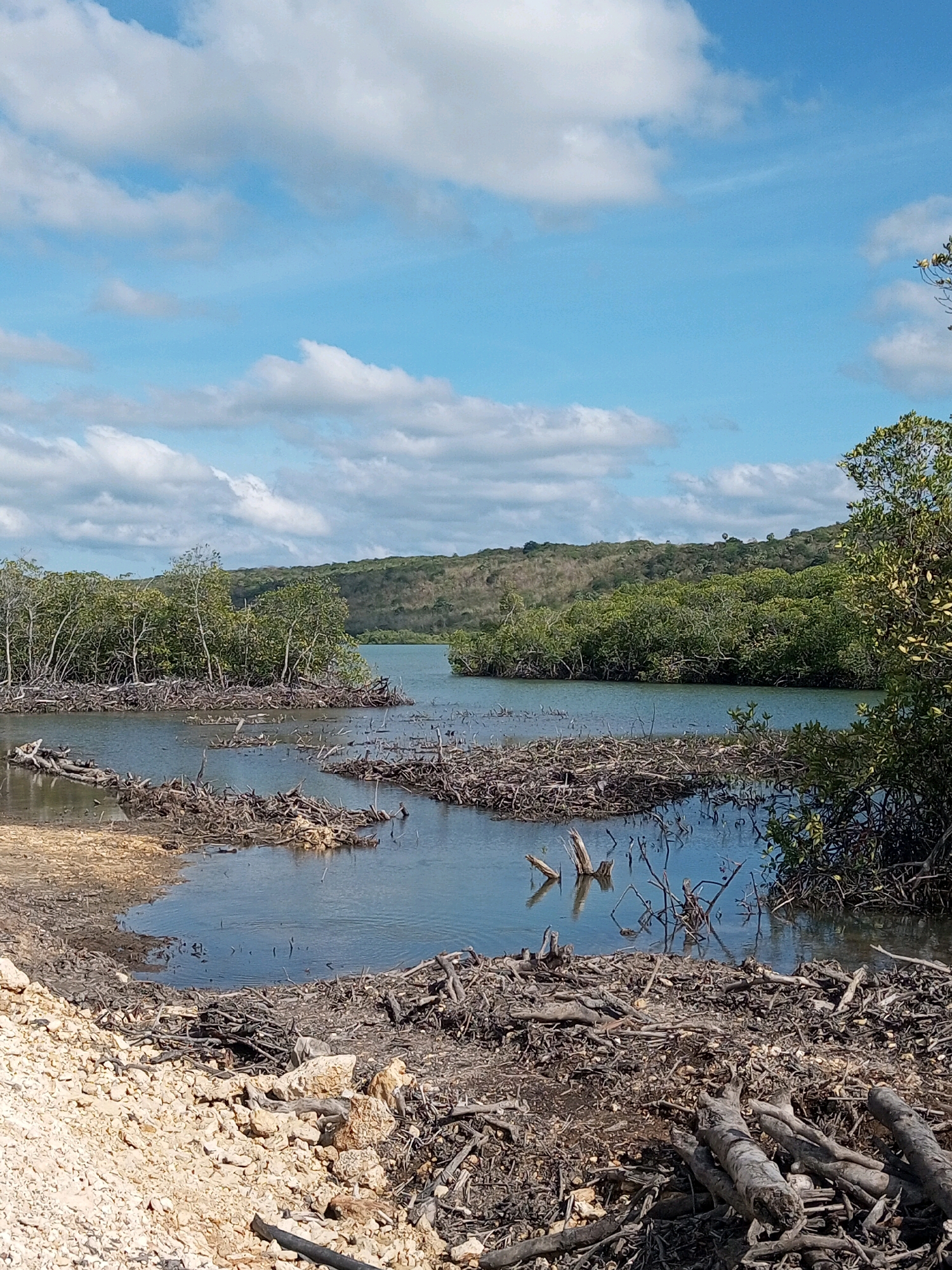The image depicts a serene natural landscape likely within or near Serubeba, Indonesia. The scene is dominated by a body of calm, blue water, possibly a river or a bay, reflecting the bright, partly cloudy sky above. Along the edges of the water, especially in the foreground and mid-ground, there are abundant clusters of dead branches and driftwood, creating an almost sculptural effect.
On the left side of the image, a sandy, light-colored embankment is visible, also covered with a scattering of smaller debris. Further back, the water is flanked by lush, dense green vegetation, characteristic of mangrove forests or similar coastal ecosystems. These trees have intricate root systems visible near the water's edge. Beyond the immediate shoreline, rolling hills covered in dense greenery form the backdrop, stretching towards the horizon. The overall impression is one of a tranquil, untouched natural environment, with the accumulation of driftwood suggesting a dynamic water flow or a period of storm activity. No people or specific man-made structures are discernible in this scene.