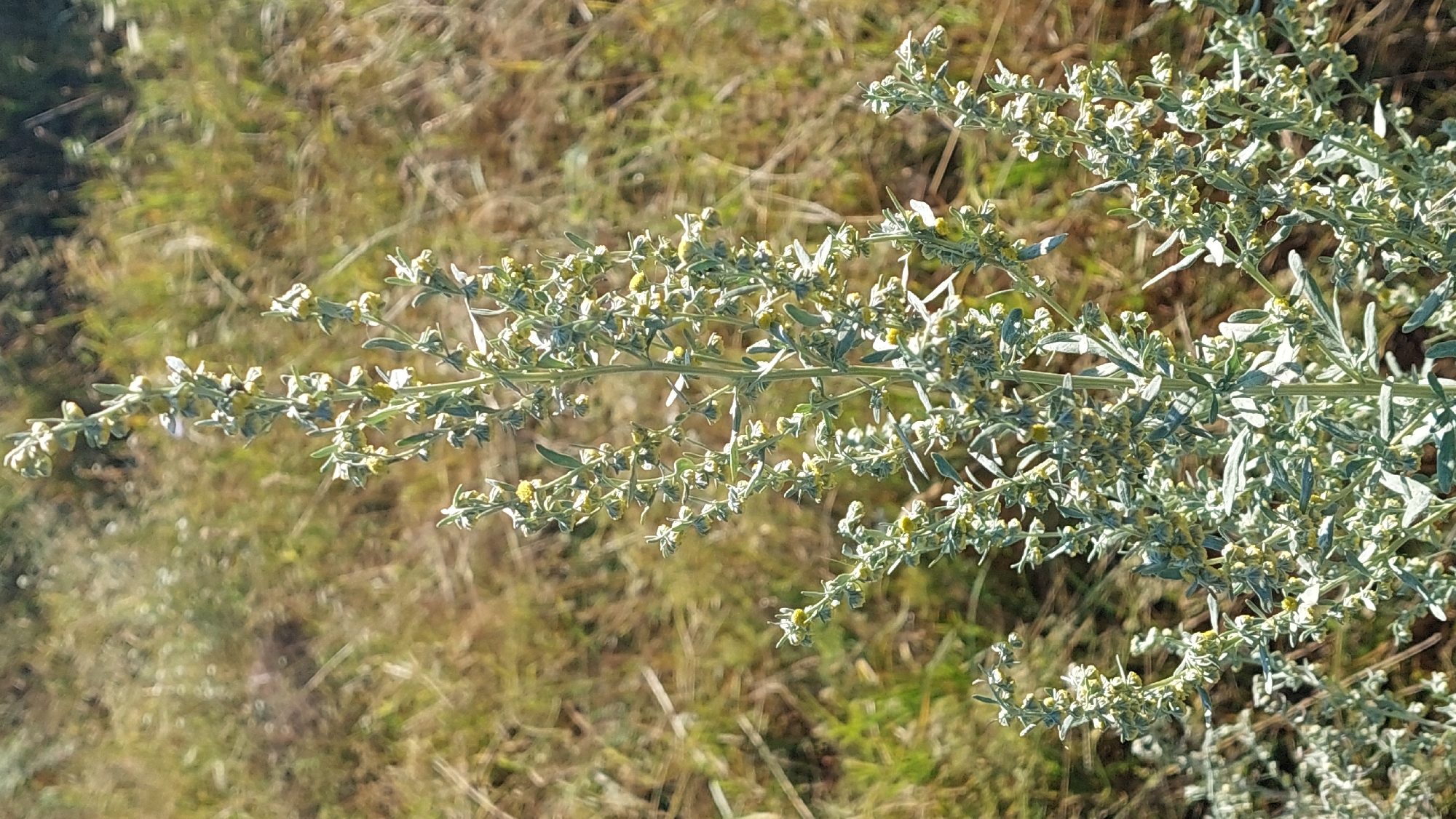 The image shows a close-up view of a plant with a tall, branching stem covered in small, pale yellow flowers and narrow, grey-green leaves. The plant appears to be growing in a dry, grassy field. The background is blurred, showing dry grass and some green foliage. There are no people or man-made objects visible in the image. The plant is the primary subject, and its details are in sharp focus. The overall impression is of a wild plant in a natural, undeveloped environment.