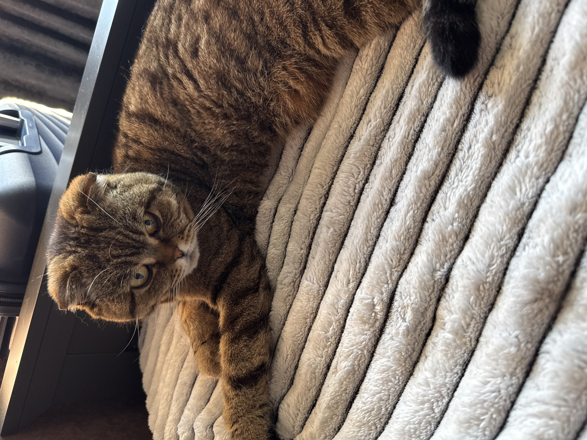 The image shows a tabby cat lying on a textured, light-colored blanket. The cat is predominantly brown and black with distinct stripes. Its head is turned towards the viewer, with large, light green eyes and prominent white whiskers. The cat's ears appear to be folded or rounded, characteristic of a Scottish Fold breed. A portion of its dark tail is visible on the blanket.
To the left of the cat, a dark, textured surface is visible, likely the side of a piece of furniture or a pet carrier. A bright light source casts a distinct shadow and highlights on this surface, suggesting an indoor setting with directional lighting. The overall scene is a close-up shot, focusing on the cat and its immediate surroundings. The lighting creates a warm, comfortable atmosphere. There is no visible text in the image. The provided location context of Soloneshnoye, Russia, places this domestic scene within a specific geographical area.