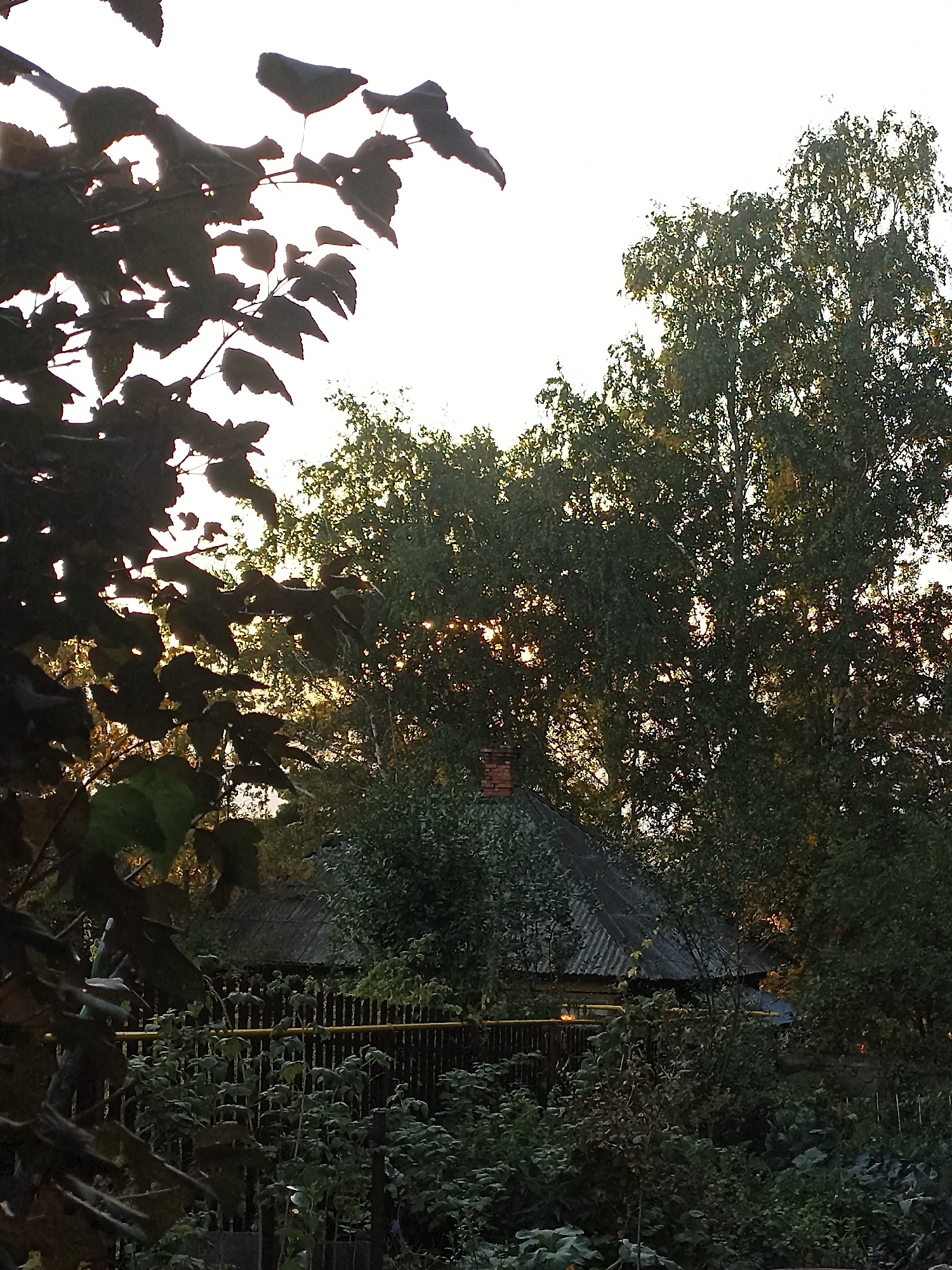The image depicts a rural scene in Mochische, Russia, during what appears to be late afternoon or early evening. In the foreground, dark, silhouetted leaves of a deciduous tree obscure the view. Behind the foliage, a modest, single-story house with a corrugated metal roof is partially visible, nestled amongst dense greenery. A brick chimney rises from the roof of the house. A wooden fence runs across the middle ground, separating the immediate garden area from the house. The garden itself is overgrown with various plants and vegetables. Tall trees, likely birch trees given their bark, dominate the background, with the setting sun filtering through their leaves, creating a warm, diffused light. The sky is bright and hazy, typical of twilight conditions. There are no people or animals visible in the frame. The overall impression is one of a quiet, secluded homestead in a natural setting.