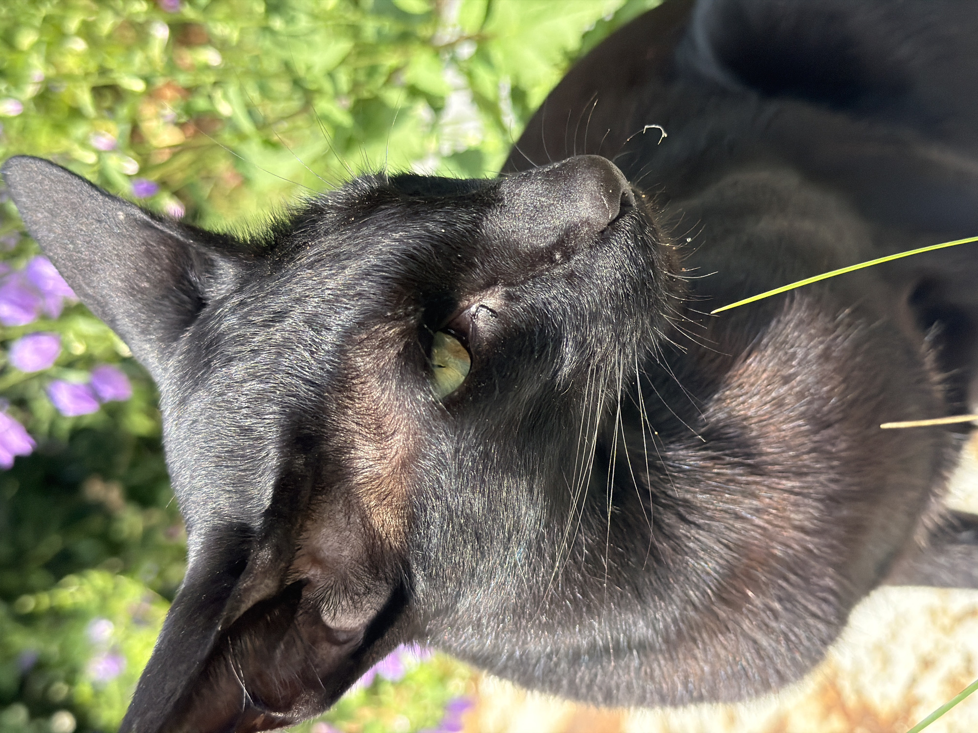 A black cat with large ears and green eyes sits outdoors. The cat is the primary subject, positioned in the center of the frame. Its fur appears sleek and slightly iridescent in the sunlight. Behind the cat, a blurred background of green foliage and purple flowers is visible, suggesting a garden or park setting. A thin strand of green grass is in the foreground, partially obscuring the cat's face. The overall lighting indicates it is daytime. The location in Novosibirsk, Russia cannot be determined from the provided image.