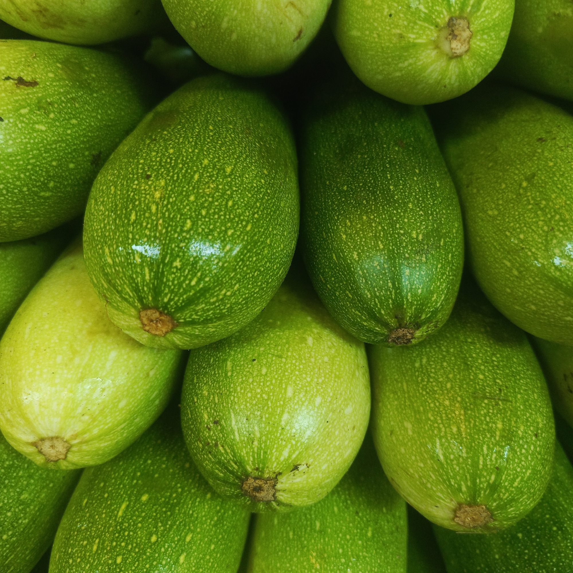 This is a close-up, overhead shot of a pile of fresh, green zucchini. The zucchini are varying shades of green, with some having a lighter, more yellowish hue. They all have a smooth, slightly waxy skin with small, lighter-colored speckles. The shape of the zucchini ranges from elongated to more rounded. The lighting suggests an outdoor or market setting, with reflections on the skin indicating a polished or hydrated surface. The image does not provide any contextual information about its location in Los Teques, Venezuela, or any details about people, actions, or interactions.