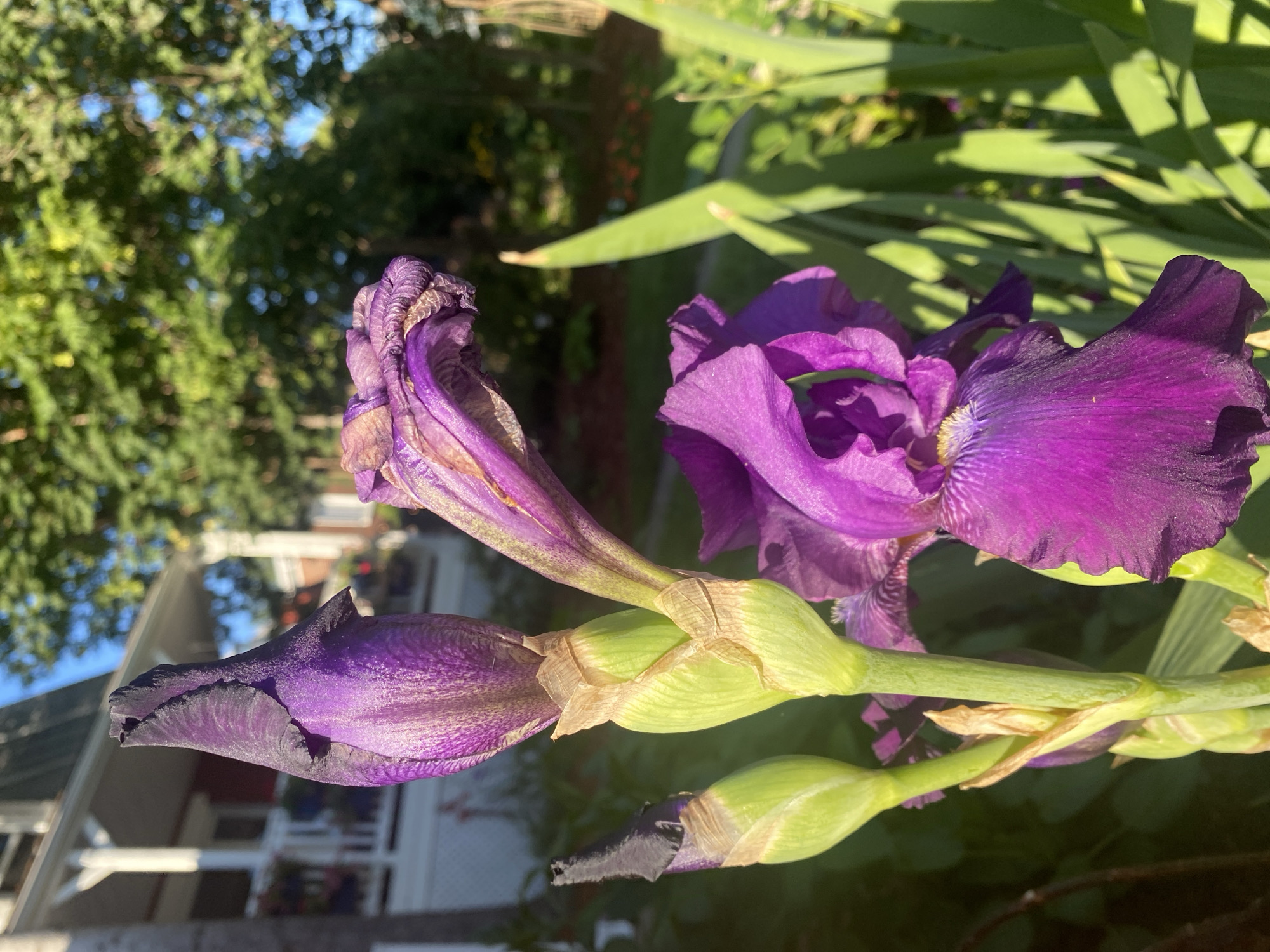 The image shows a close-up of purple irises blooming in a garden. In the foreground, a large, fully bloomed iris with deep purple petals is prominent. To its left, there are several buds in various stages of development. One bud is mostly closed and dark purple at the tip, while another is more open, revealing lighter purple. The stems and leaves of the irises are vibrant green.
In the background, a white house with a red-trimmed porch and railing is visible, suggesting a residential setting. Trees with green foliage are also present, indicating an outdoor environment. The sunlight suggests it is daytime. The location is identified as Sainte-Anne-de-Bellevue, Canada. There are no people or animals visible in the image. The scene appears to be a still life of flowers in a garden on a sunny day.