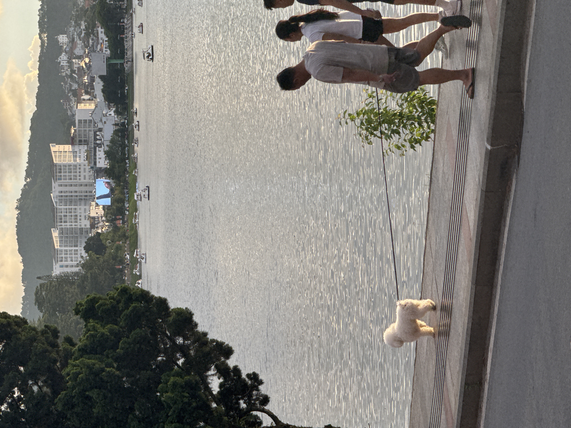 In Da Lat, Vietnam, a white poodle is leashed and stands on a sidewalk next to a lake. The poodle faces the lake. Behind it, three people walk along the sidewalk. The person in the foreground is a man wearing a t-shirt and shorts. To his right is a woman in a t-shirt and shorts, and further right is another person whose body is only partially visible. The lake is populated with numerous small boats, some of which appear to be pedal boats. Across the lake, a cityscape with modern buildings and hillside houses is visible. The sky above is partly cloudy with soft sunlight. A large tree with dark green foliage is in the left foreground, partially obscuring the view of the lake. The sidewalk is paved with tiles and has distinct lines running across it. The street is visible in the bottom of the frame, appearing to be paved with asphalt.