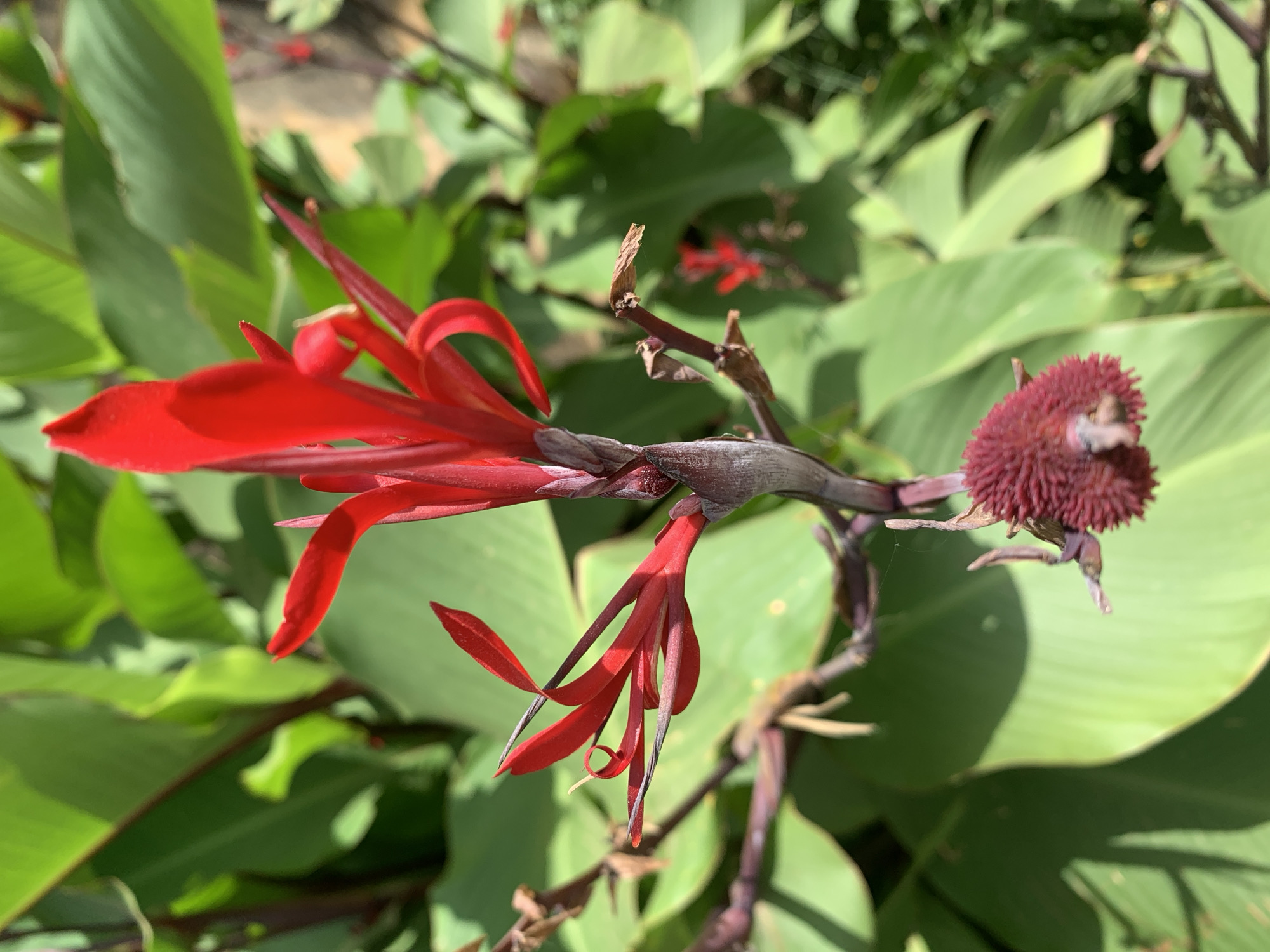 A close-up shot shows a vibrant red flower in full bloom with several petals, along with a less vibrant, textured reddish-brown bud, both growing from a dark brown stem. The background is filled with large, smooth, green leaves. The photo was taken during the daytime under natural light. The image's location is Rafin Par, Nigeria, based on the prompt request.