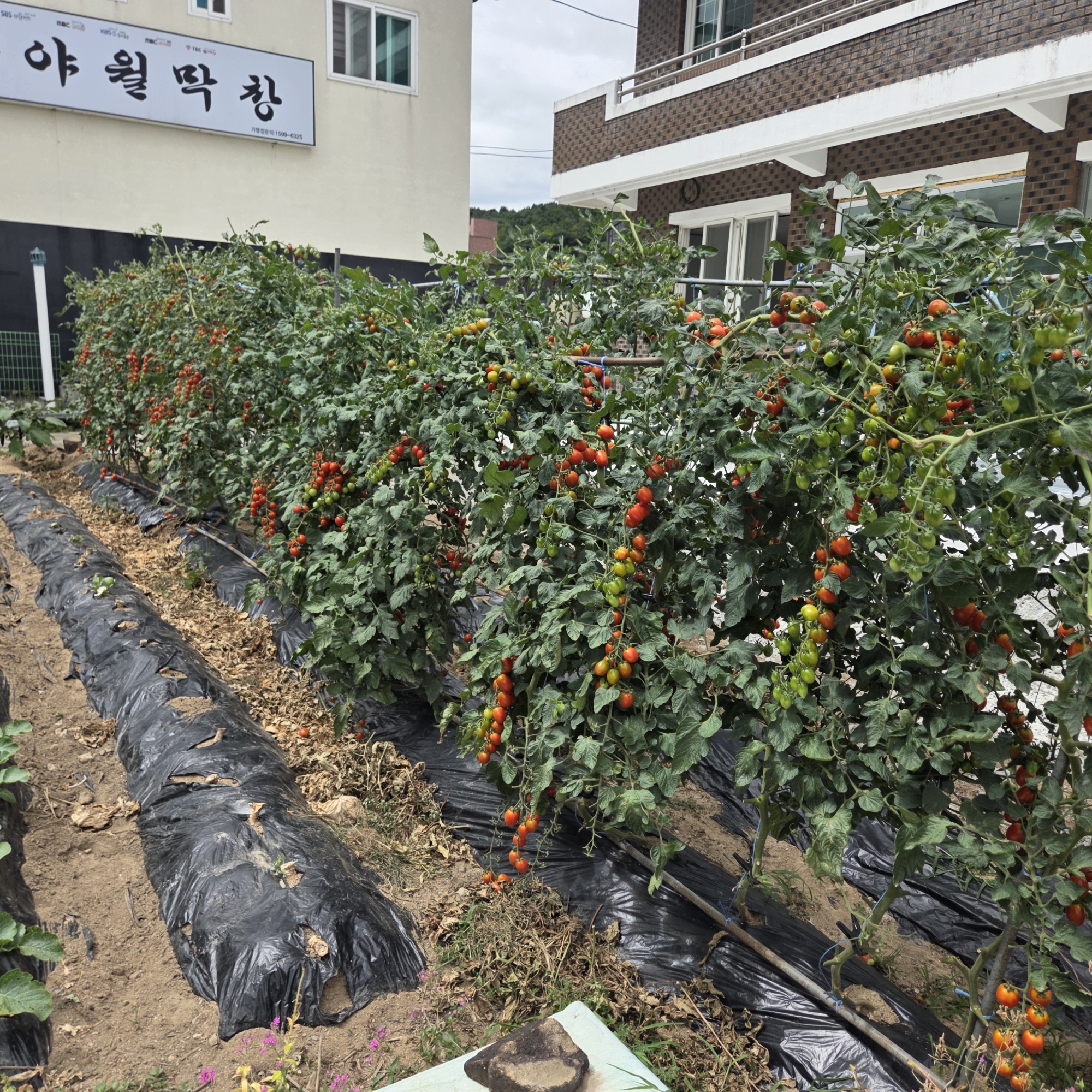 The image captures an outdoor scene in Dunnae-myeon, South Korea, showcasing a garden with rows of tomato plants. The plants are laden with ripe red and green cherry tomatoes, some still growing and others ready for harvest. They are supported by stakes and wires, indicating they are being cultivated for yield. The ground around the plants is covered with black plastic sheeting, a common agricultural practice to retain moisture and suppress weeds. In the background, a building with a white facade and dark trim, possibly residential or commercial, is visible. The sky is overcast, suggesting a cloudy day. The overall scene depicts a well-maintained garden, likely a part of a farm or a private cultivation area.