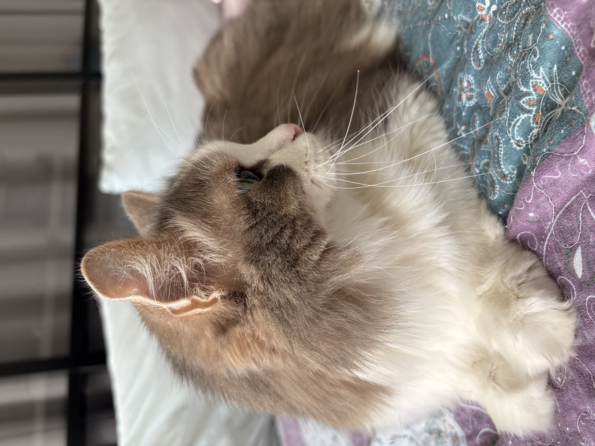 A close-up, slightly high-angle photograph shows a cat lying on a patterned quilt. The cat has brown and white fur and is oriented diagonally in the frame with its head at the left. Its whiskers are long and white. The quilt has sections of blue and purple patterns. A white pillow is behind the cat's head, and a dark object is in the background. The location is not discernible from the image.