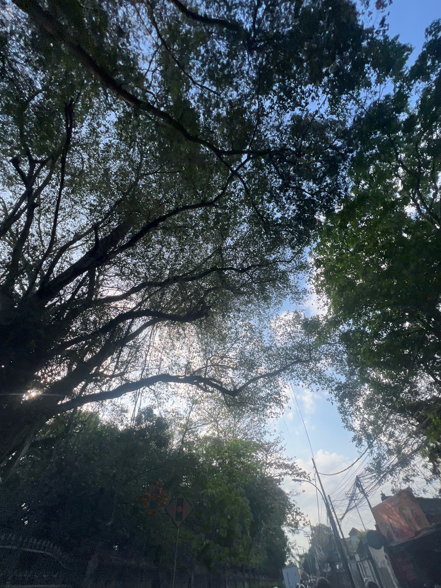 A low-angle shot looking up through the dense branches and leaves of mature trees in Kuta, Indonesia. The sky is a pale blue with scattered white clouds, and the sun is visible, creating bright highlights and lens flare through the foliage. The trees cast deep shadows, obscuring much of the ground level. To the right, telephone poles and a tangle of wires are visible, along with hints of buildings and some foliage. In the foreground, a dark fence and some traffic signs are partially visible.