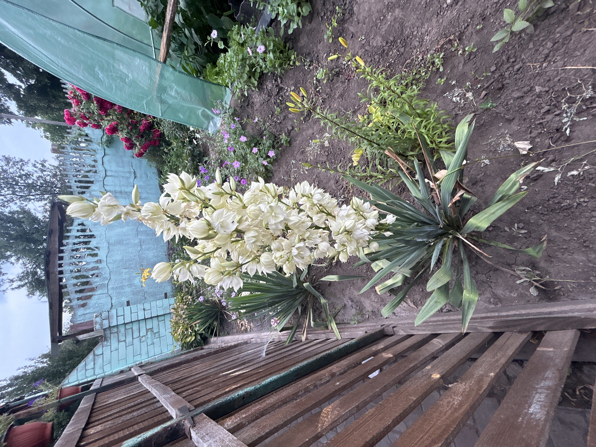 This image depicts a garden scene in Terny, Ukraine. In the foreground, a tall stalk of white Yucca flowers dominates the frame, with long, sword-like green leaves at its base. To the left, a weathered wooden fence runs diagonally across the image, showing signs of age and use. Behind the fence, a pale blue brick wall with a decorative top runs along the property line. Beyond the Yucca, a greenhouse made of green plastic sheeting is visible. In the background, a vibrant pink rose bush is in full bloom, contrasting with the muted colors of the fence and wall. The ground is covered in dark soil with sparse vegetation and some small purple flowers scattered throughout. The sky above is overcast and a muted grey. The scene appears to be a residential garden, possibly in a rural or semi-rural setting, given the presence of the greenhouse and the natural landscaping.
