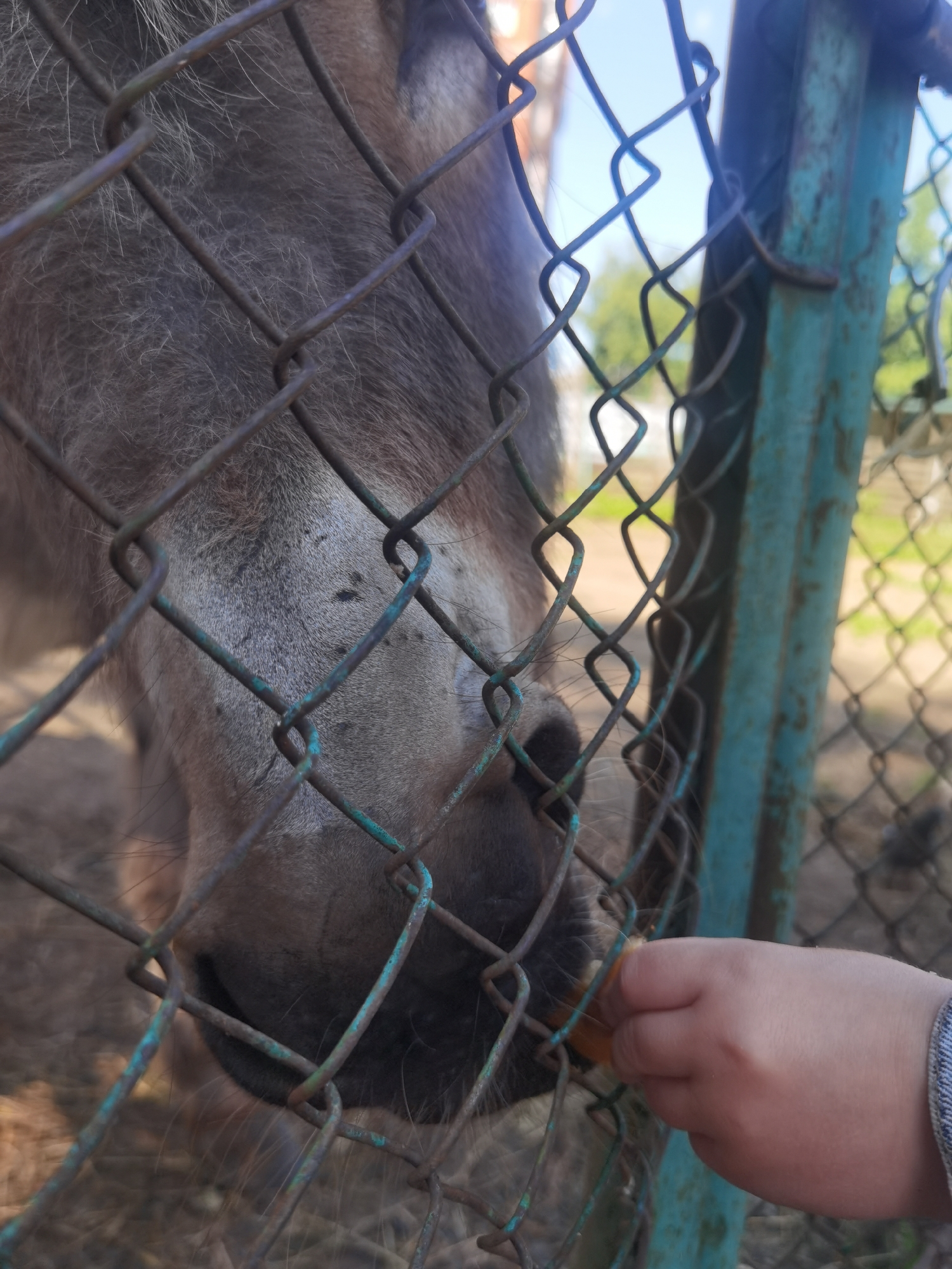 This image, captured in the city of Chaikovsky, Russia, presents a close-up view of an interaction through a fence. The foreground is dominated by a weathered chain-link fence, displaying a lattice pattern with areas of rust and greenish-blue oxidation. On the left side, behind the fence, the muzzle and lower head of a greyish-brown equine animal are visible, showing short fur and a dark, moist nose as it attempts to access an item through the mesh. On the right side, a small hand, consistent with that of a child and partially covered by a denim sleeve cuff, extends an orange carrot through the fence toward the animal's mouth. In the background, an out-of-focus turquoise metal gate post stands to the right, with blurred green foliage and a bright blue sky visible beyond, indicating an outdoor setting.