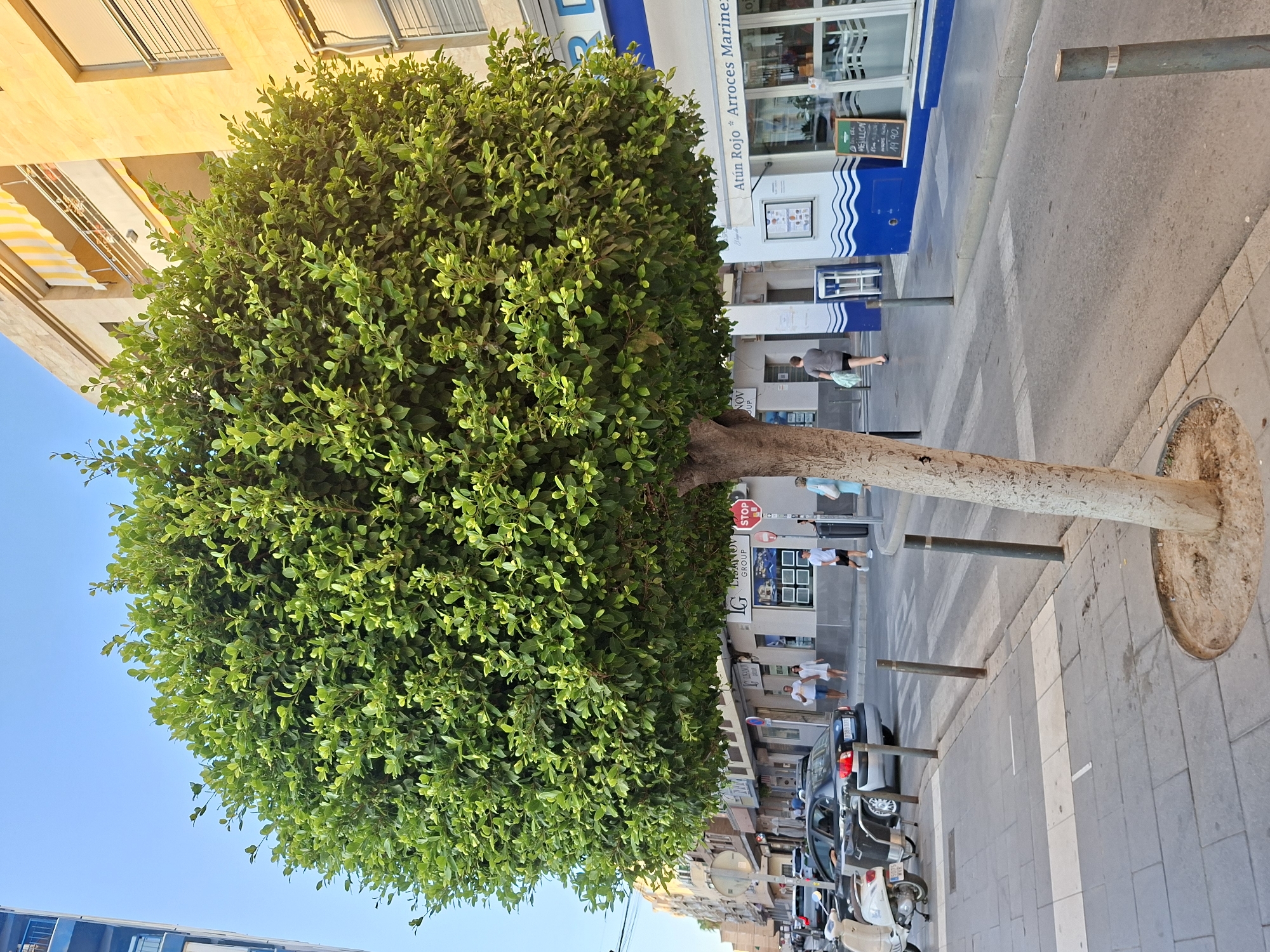 A medium shot captures a tree with a rounded canopy and a thick, light-barked trunk positioned on a sidewalk in Torrevieja, Spain. The tree's dense green foliage fills the center of the frame, extending towards the right and left edges. Behind the tree, a street runs parallel to the sidewalk, with parked cars and a scooter visible on the left. Buildings line the street on both sides, with awnings and balconies adorning the structures. The sky above is a clear, bright blue, indicating a sunny day. Pedestrians are scattered throughout the scene, walking along the sidewalk and crossing the street. A red stop sign is mounted on a pole in front of a building on the right. The sidewalk is paved with gray tiles and bordered by a curb. In the foreground, the base of the tree is surrounded by a circular, dirt-filled planter. A small sign on the right side of the street displays "Atún Rojo * Arroces Marineros" indicating a seafood restaurant.