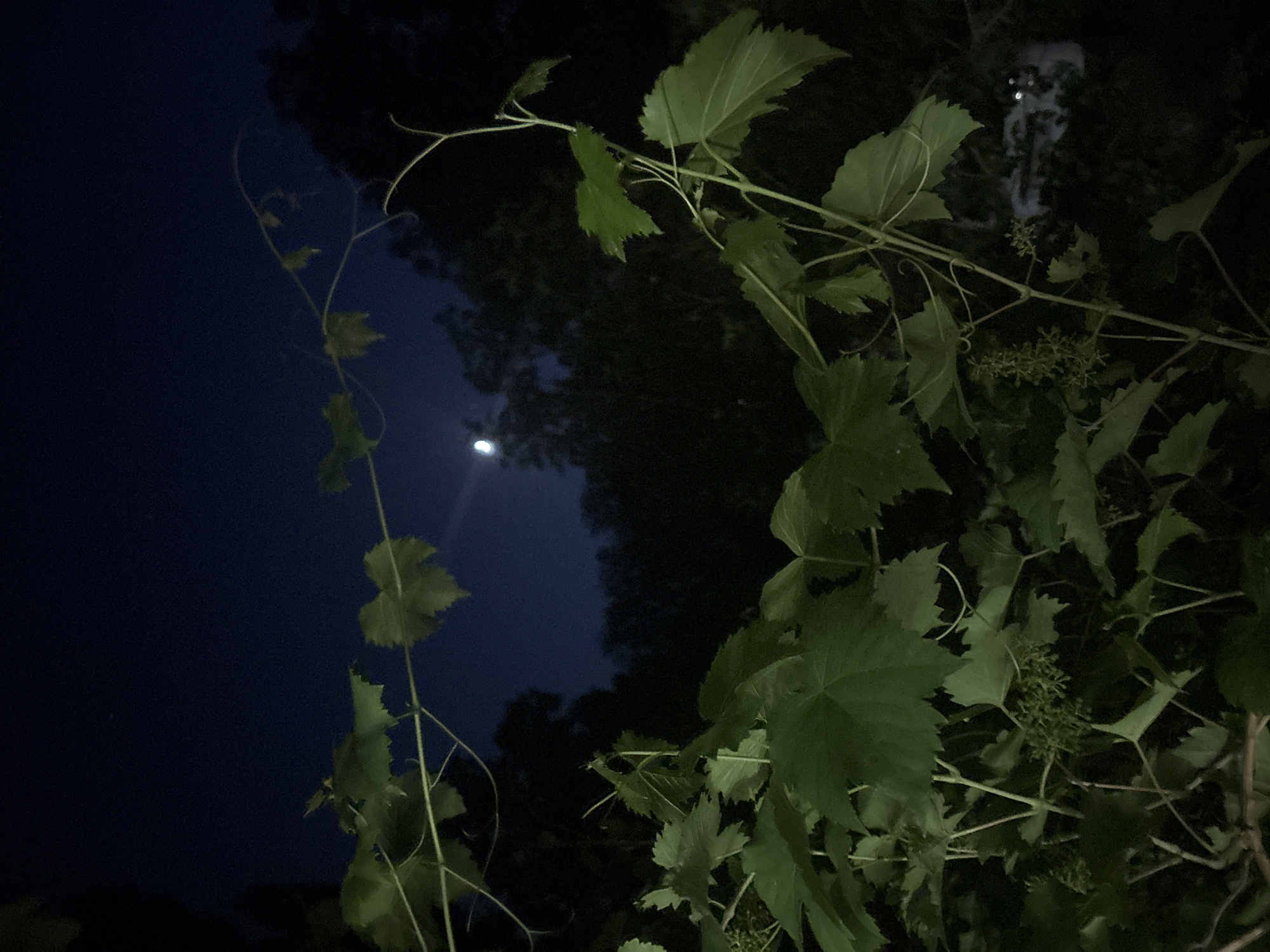 The image is a low-light, outdoor photograph taken at night. In the foreground, lush green grape leaves and vines dominate the frame, with some small, undeveloped grape clusters visible. The leaves are large and heart-shaped, with serrated edges. The vines are thin and winding, with some tendrils. In the background, a dark, dense forest creates a silhouette against the night sky. A sliver of the moon is visible in the upper center of the frame, peeking through a gap in the foliage. The sky is a deep, dark blue, with a few faint stars or specks of light. The overall impression is one of a tranquil, natural setting illuminated by moonlight. The image appears to be taken at ground level, looking up towards the sky and the canopy of the vines and trees.