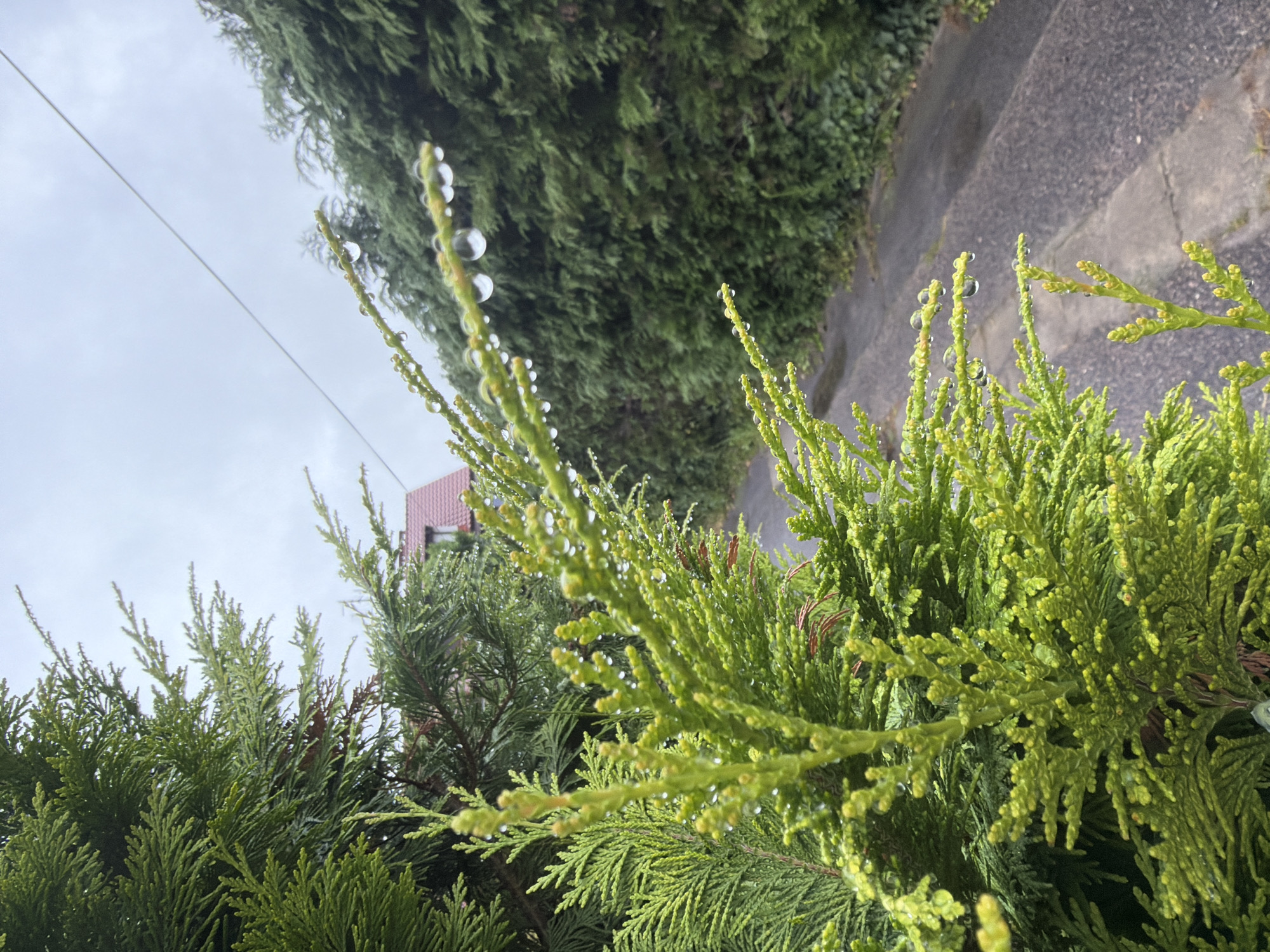 The image depicts a close-up view of a vibrant green coniferous plant, possibly a cypress or cedar, adorned with numerous water droplets, suggesting recent rainfall. The plant's delicate fronds are in sharp focus, with the water droplets acting as tiny lenses, some appearing to magnify the background. Beyond the plant, a paved pathway recedes into the distance, bordered by a dense hedge of similar coniferous trees on the right. In the upper left background, the roof of a house with red tiles is partially visible, hinting at a residential area. The sky is overcast, contributing to a diffused light that enhances the glistening effect of the water on the foliage. The overall scene conveys a sense of freshness and tranquility after a rain shower in an outdoor, likely suburban, setting.