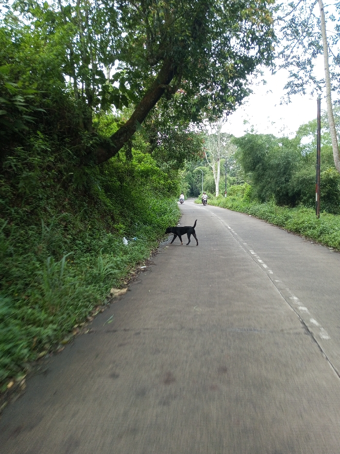 The scene depicts a paved road in Ariyalai, Sri Lanka, curving gently to the right in the distance. Dense green vegetation lines both sides of the road, forming an overgrown embankment on the left, from which a large tree with an angled trunk extends over the roadway. A black, medium-sized, short-haired dog is walking on the left side of the road, near the shoulder, its head lowered as if examining the ground. White debris, possibly plastic, is visible on the left road shoulder near the dog. The road features a broken white centerline. Further down the road, two individuals are visible riding motorcycles away from the viewer; one is on the left side of the road, and the other is slightly behind and to the right. A utility pole stands on the right side of the road further in the distance. The sky appears bright and overcast, indicating daytime conditions.
