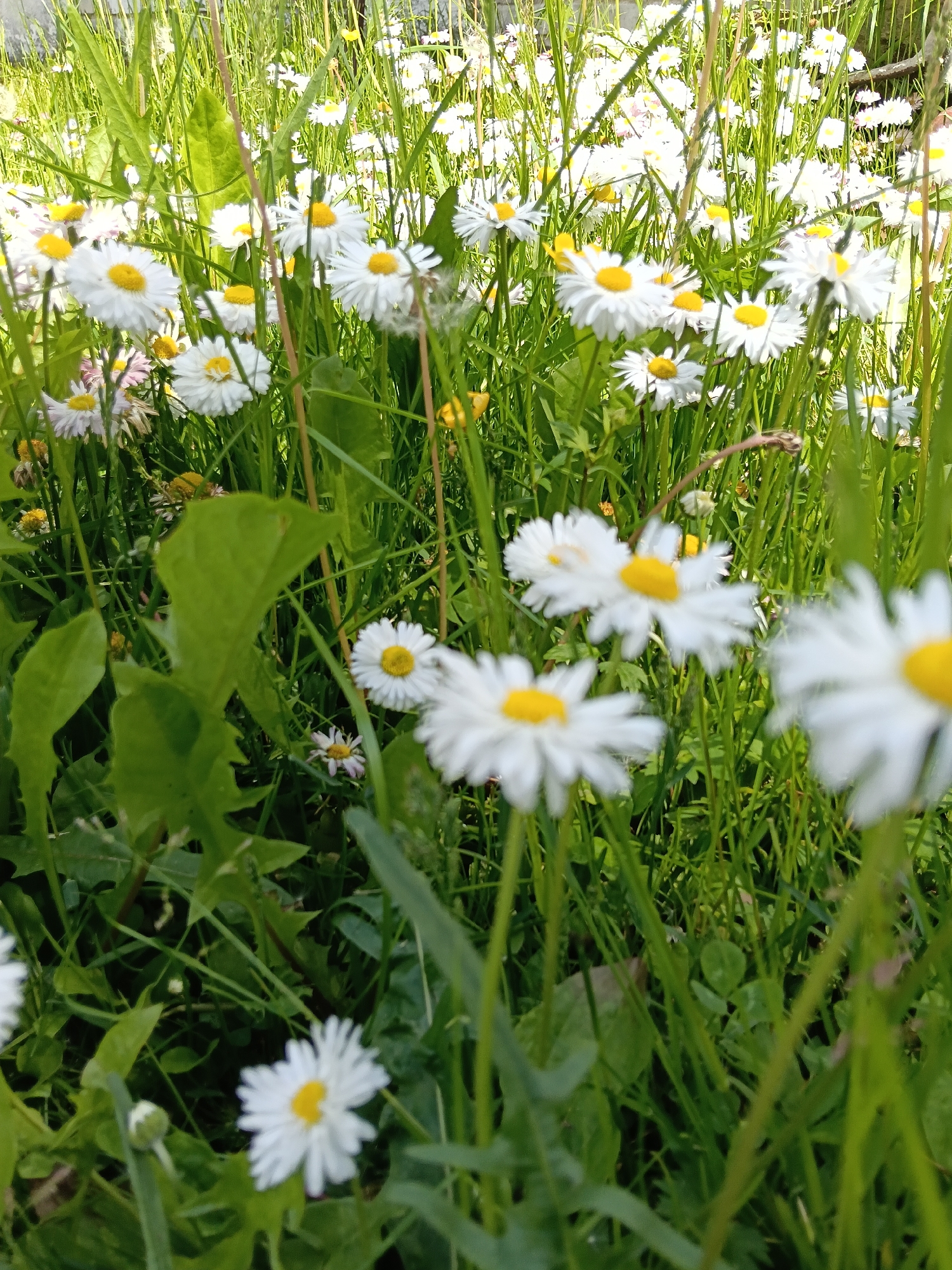 The image displays a close-up, eye-level view of a vibrant patch of wildflowers, primarily white daisies, growing amidst tall green grass. The scene is bathed in bright, natural sunlight, suggesting a clear day, likely in the morning or afternoon.
The main subjects are numerous daisies, characterized by their bright white petals and distinct yellow centers. Many flowers are in sharp focus in the mid-ground, while others in the foreground and background are softly blurred, creating a sense of depth. The flowers are densely packed, giving the impression of a flourishing meadow or an untamed garden.
Interspersed among the daisies is a variety of green foliage, including slender blades of grass and broader leaves, which form a lush, verdant texture throughout the frame. A few other small, yellow flowers, possibly buttercups, can be subtly seen peeking through the grass in various spots.
No human activity, people, or visible text are present in the image. The setting appears to be a natural outdoor environment, consistent with the provided location context of Красный Маяк, Russia. The overall mood conveyed is one of natural beauty, tranquility, and the freshness of spring or summer.
