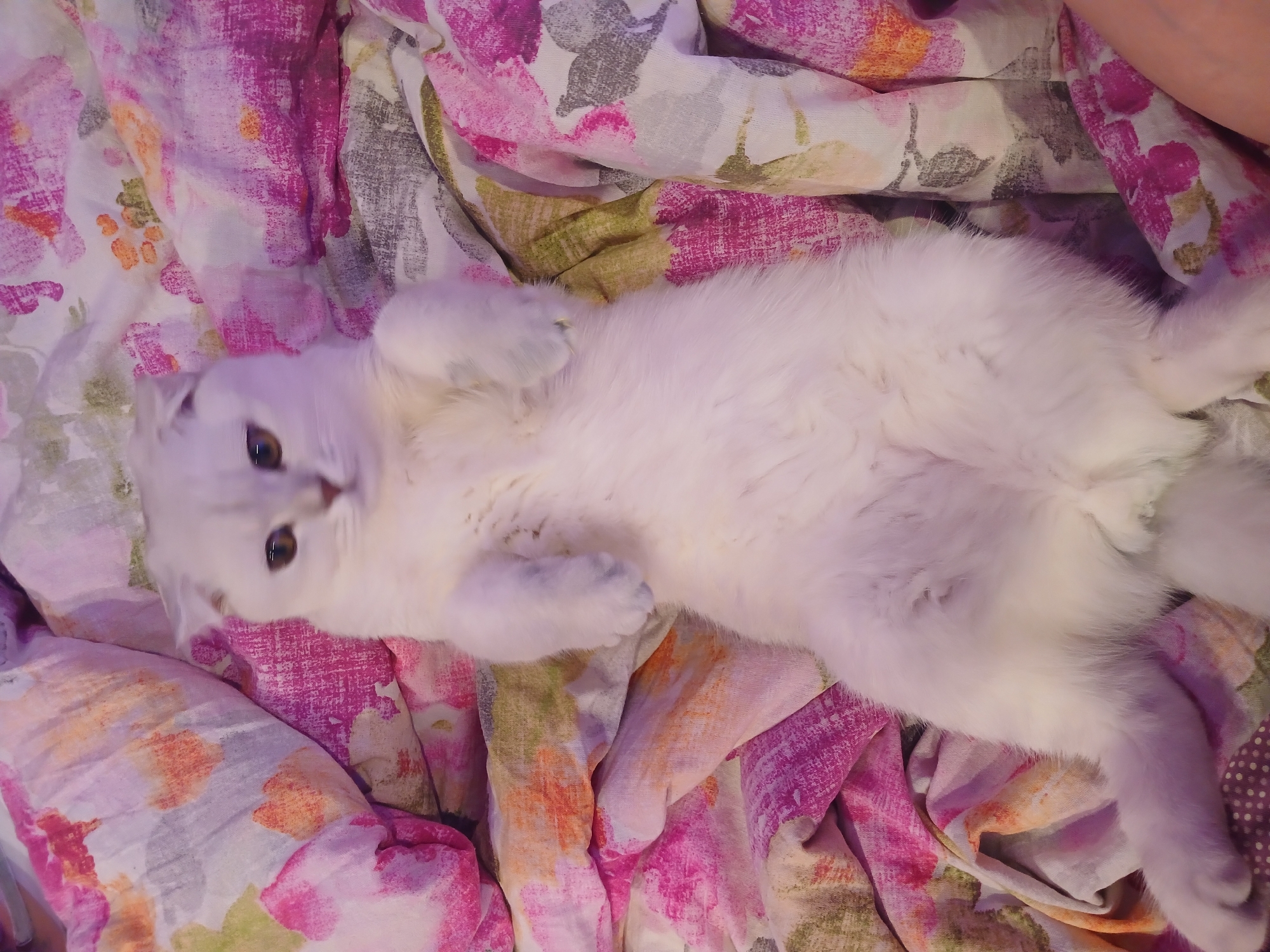 A white cat with golden eyes lies on its back on a floral-patterned cloth, likely fabric or bedding. The cloth features a mix of pink, purple, green, orange, and gray floral patterns. The cat is positioned centrally, with its paws curled upward near its chest. The scene suggests a domestic interior. No information indicates this picture was taken in Noviy, Russia.
