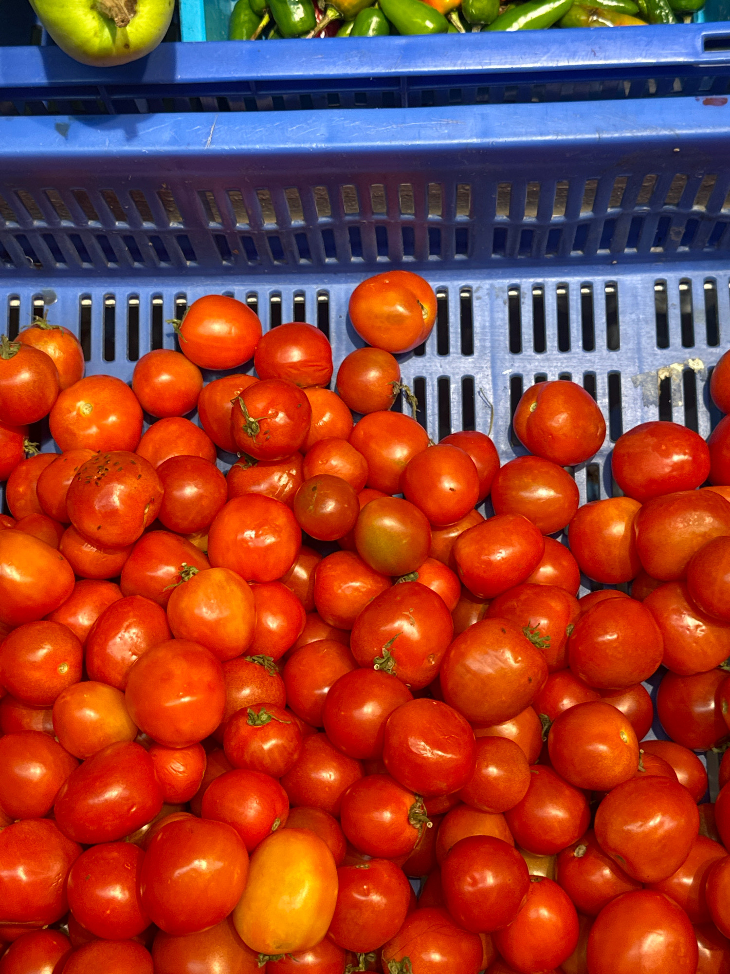 A high-angle, close-up shot captures a large quantity of ripe, red tomatoes piled high within a blue plastic crate. The tomatoes are various sizes and shapes, with some exhibiting green stems. The crate itself is visible with its textured, perforated surface. Above the tomatoes, a portion of another blue crate is visible, containing green chilies. The scene appears to be a marketplace or produce stall, likely in Lalitpur, Nepal, given the context. The lighting is bright, highlighting the vibrant colors of the produce. No people or actions are depicted.