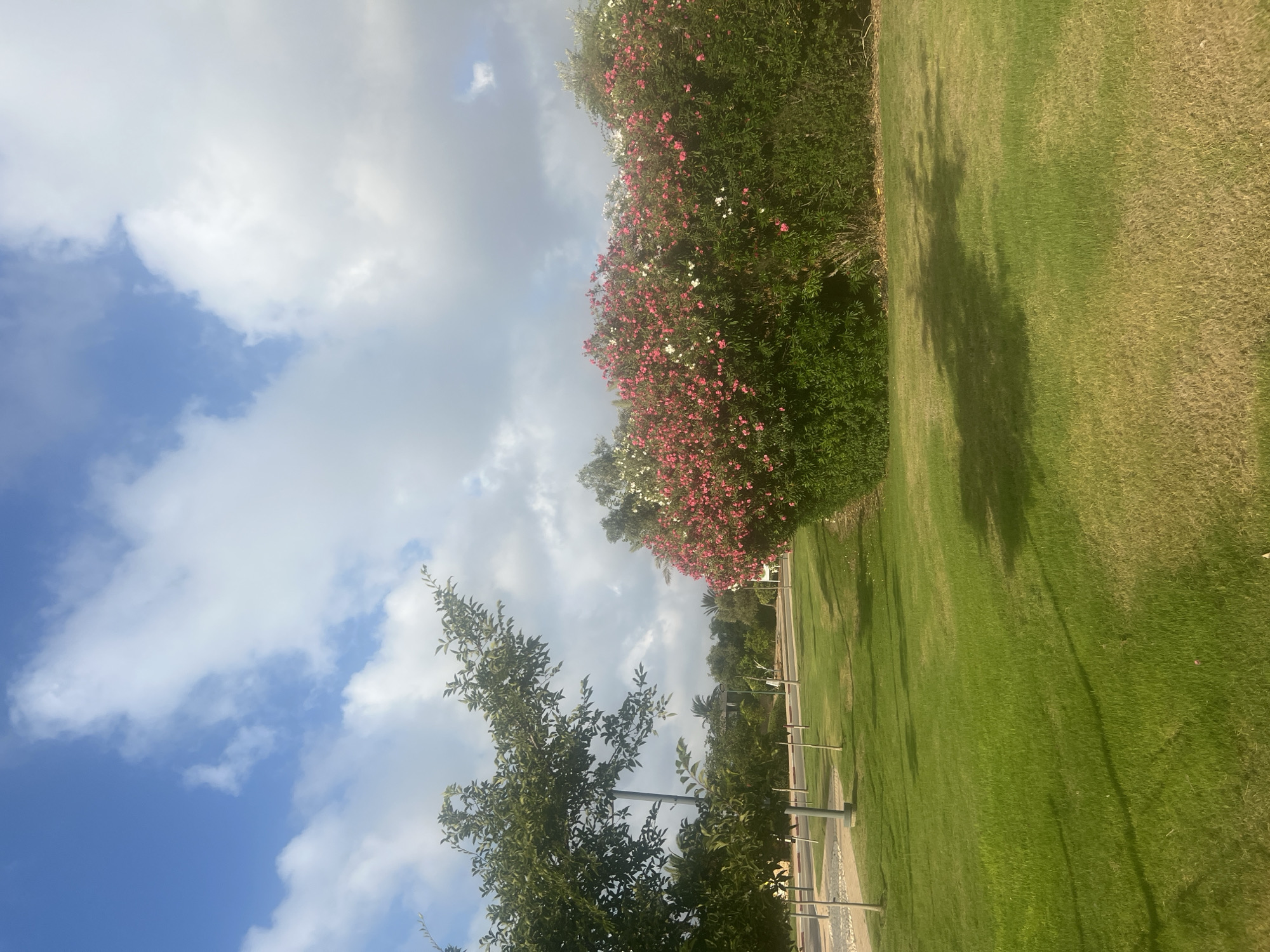 The image depicts a well-maintained park area in the city of Hof HaCarmel Regional Council, Israel. The foreground is dominated by a neatly mown green lawn, casting long shadows from unseen trees. To the right, a dense bush with vibrant pink and white flowers forms a prominent feature. In the background, a paved pathway is lined with young trees and lampposts, leading towards a road or further parkland. The sky above is a bright blue, dotted with fluffy white clouds. The overall impression is one of a serene and scenic outdoor recreational space.