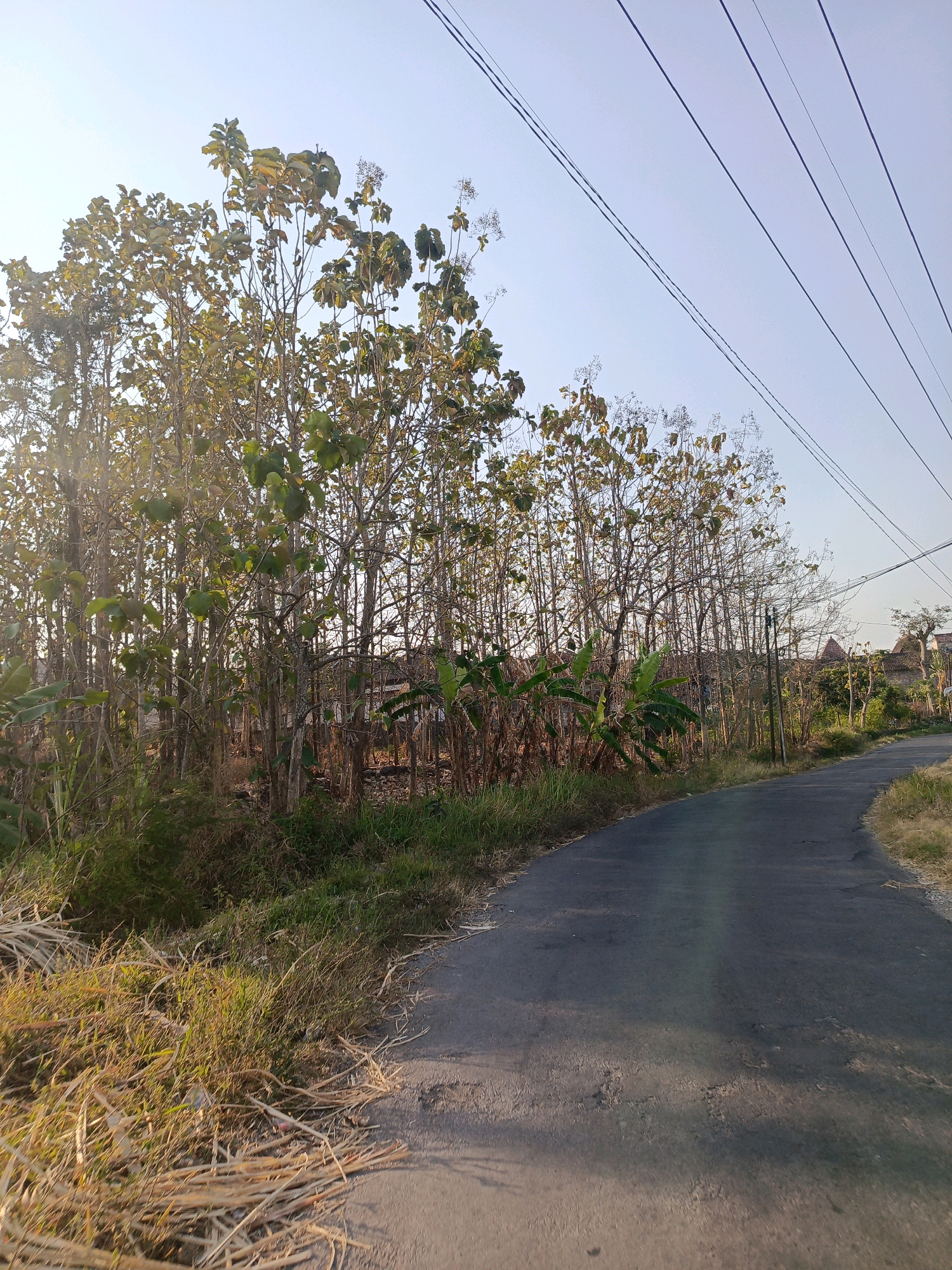The image depicts a rural road in Ringinagung, Indonesia, at what appears to be late afternoon or early morning due to the warm lighting and long shadows. The road itself is paved and curves to the right, with dry, sparse vegetation and some dry grass lining its edges. To the left of the road, a dense cluster of trees, likely teak trees based on their slender trunks and leaf canopy, dominates the scene. Some of these trees have shed most of their leaves, revealing their bare branches, while others still retain a significant amount of foliage, mostly in shades of green and yellow. Interspersed with the trees are banana plants with their broad, green leaves. In the background, behind the trees, hints of rural houses with terracotta roofs are visible. Overhead, several power lines stretch across the clear, pale blue sky. The overall impression is one of a peaceful, natural landscape on the outskirts of a village.