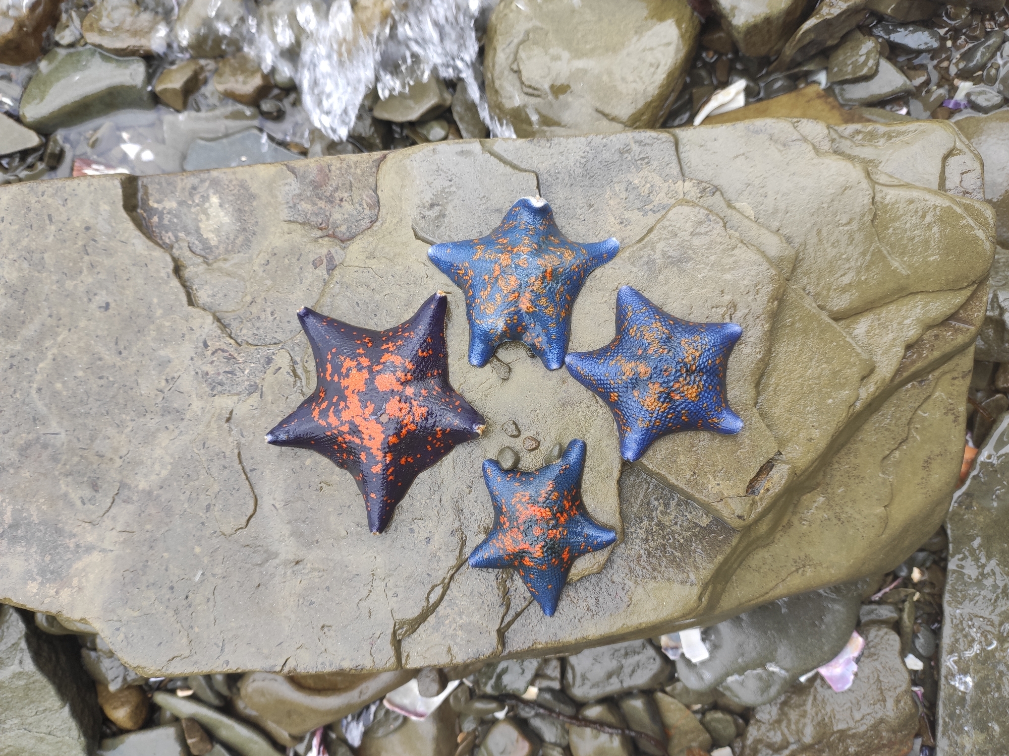 Four starfish are arranged on a large, wet, flat rock. One starfish is dark purple with orange speckles and is positioned at the top center. Three starfish are bright blue with orange speckles, arranged below the purple one in a triangular formation. The rock is surrounded by smaller, wet, dark-colored stones and pebbles. To the right of the rock, a small stream of water flows over similar stones. The scene appears to be outdoors, possibly on a beach or riverbank. This location is Russky Island, Russia.