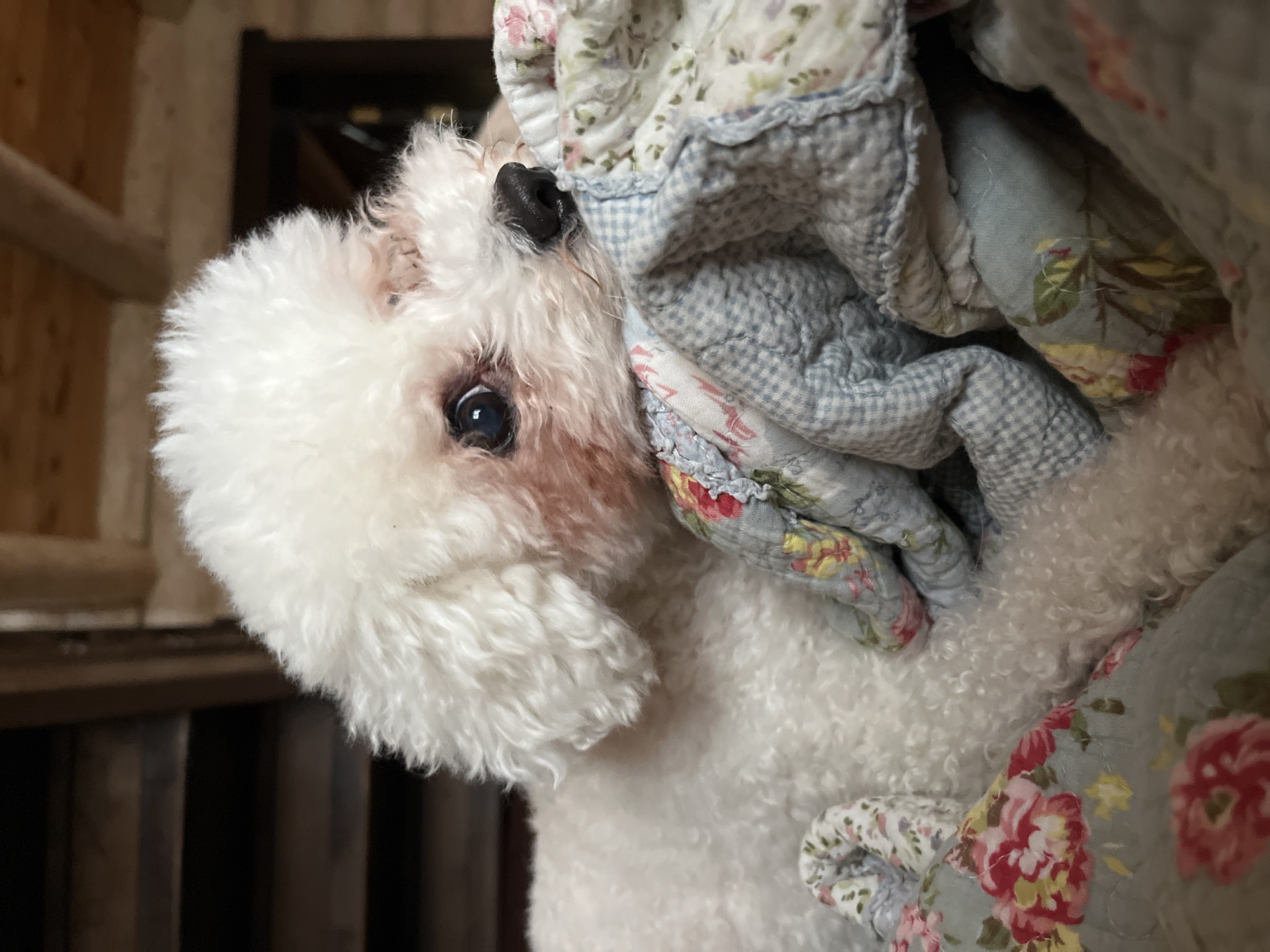 A white, fluffy dog with curly fur, possibly a Bichon Frise or Poodle, is partially visible, peeking out from under a colorful, quilted blanket in an indoor setting in Ольховка, Russia. The dog's dark, alert eye is wide open, looking upwards and to the left, while its black nose is slightly visible above the blanket. There's a faint reddish-brown tear staining around its left eye.
The blanket features a light blue and white gingham pattern overlaid with a vibrant floral design of red, pink, yellow, and green flowers and foliage. The fabric appears thick and soft, draped around the dog, suggesting it is either snuggled under or playfully emerging from it.
In the background, out of focus, are wooden structures, possibly beams or furniture, indicating a cozy, rustic indoor environment. The lighting is soft and diffused, highlighting the dog's white fur and the blanket's patterns. No specific time of day or weather conditions are discernible, and there is no visible text. The overall scene conveys a sense of curiosity, comfort, and playfulness from the dog.