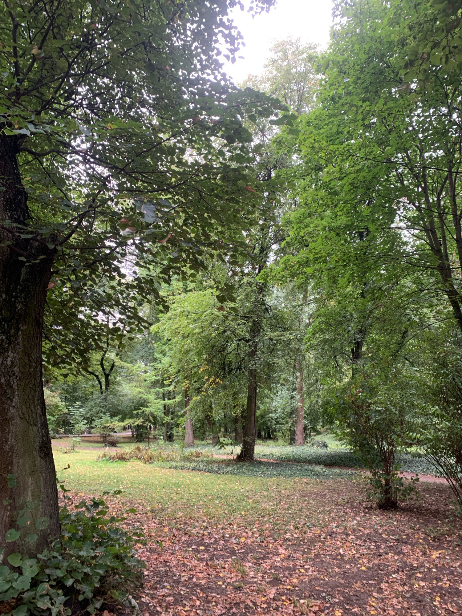 The image depicts a park scene, likely in Lviv, Ukraine, characterized by a dense canopy of green trees with dappled sunlight filtering through. The ground is covered with fallen leaves, indicating an autumn or late summer setting. In the background, a grassy area is visible, with a path winding through the foliage and hints of park benches or structures. The overall atmosphere is serene and natural.