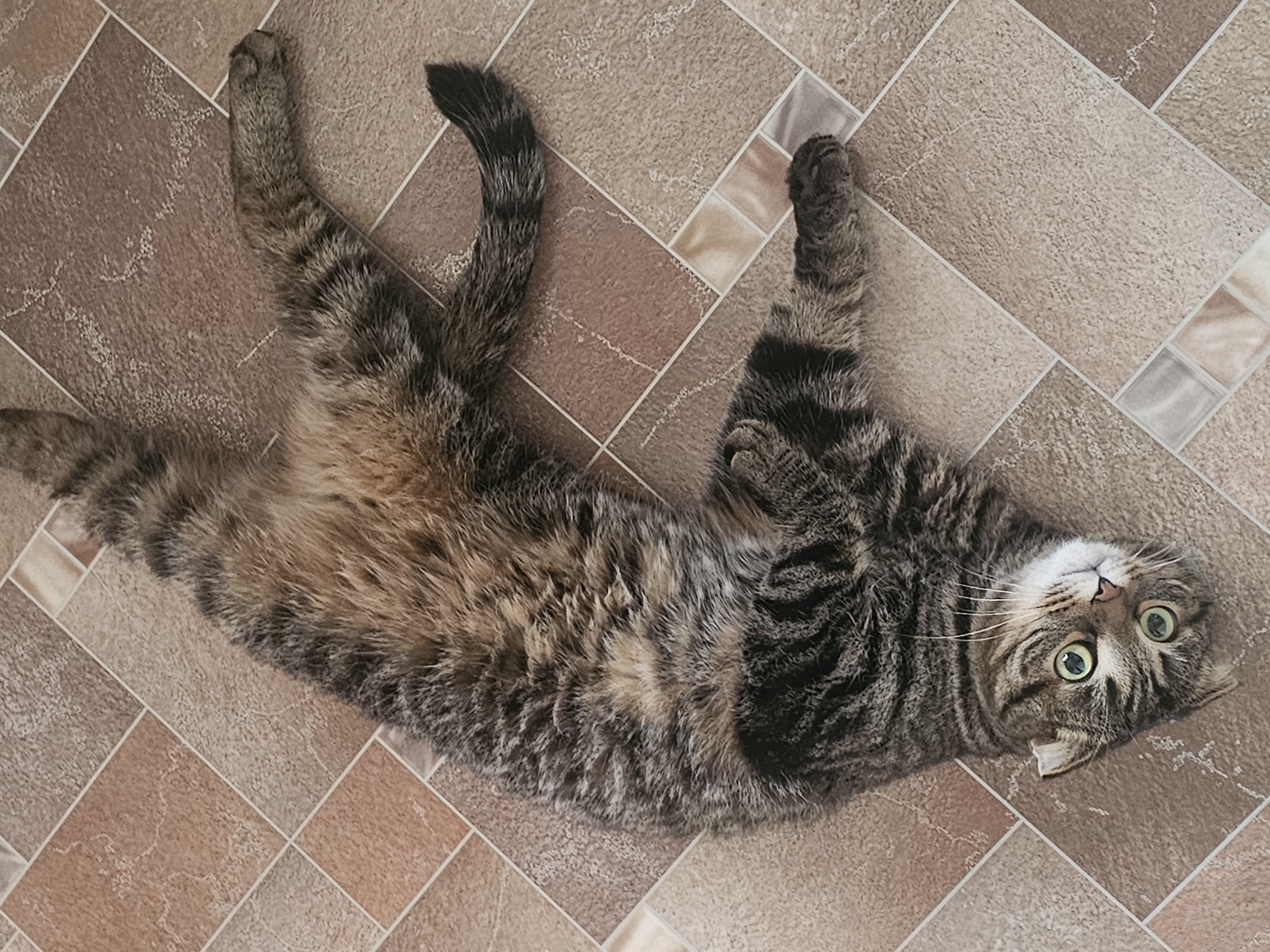 A tabby cat is lying on its back on a tiled floor. The cat has green eyes and is looking up at the camera. The cat's front and back legs are extended. The location is not provided.