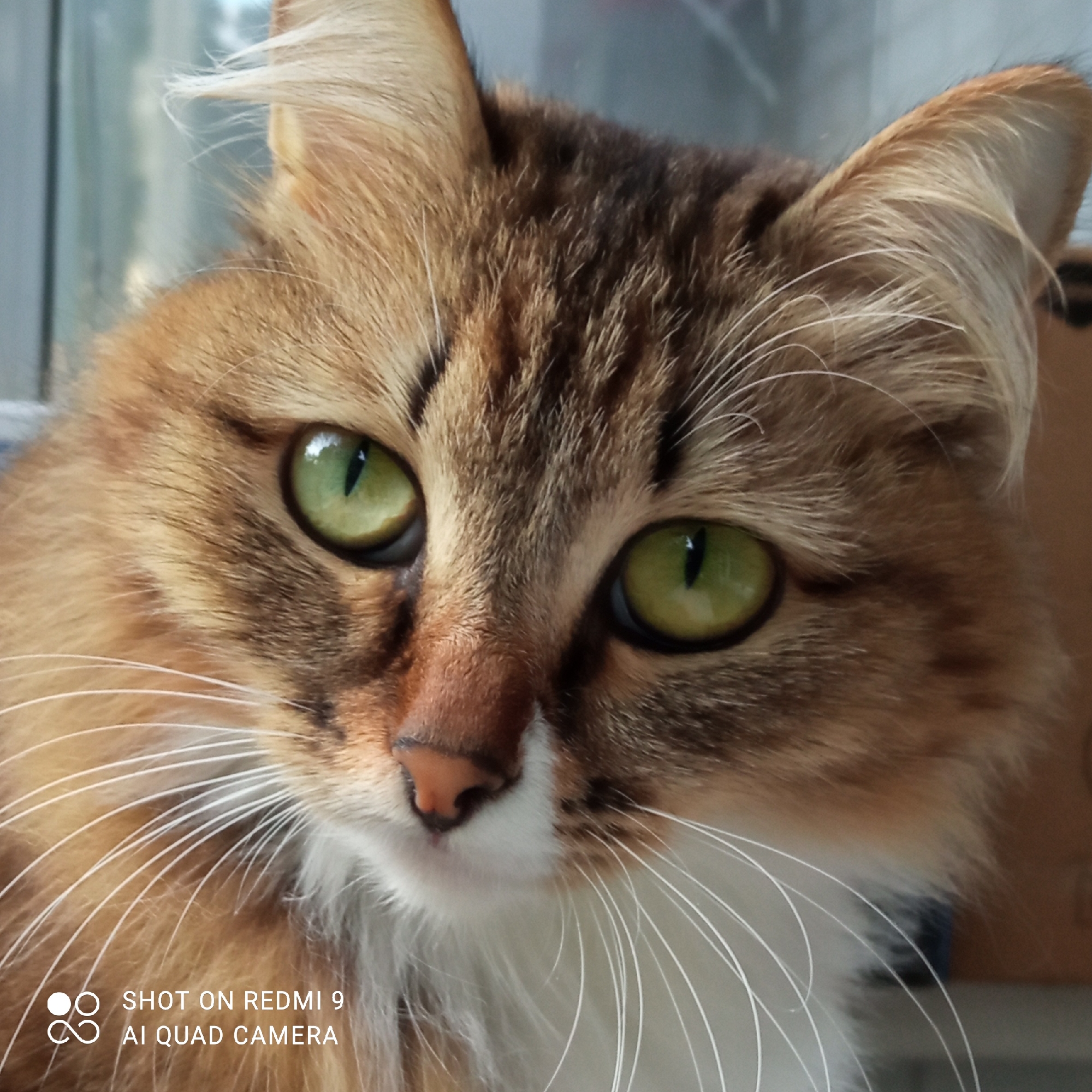 A close-up, eye-level shot focuses on the face of a domestic cat. The cat has striking green eyes with black pupils, and its fur is a mix of brown, black, and white tabby patterns. Long, white whiskers fan out from its muzzle. The background is blurred, suggesting a shallow depth of field, with hints of muted colors that could indicate an indoor setting. There is a watermark in the lower left corner that reads "SHOT ON REDMI 9 AI QUAD CAMERA." The image does not contain any identifiable elements that would place it in the city of Chaikovsky, Russia.