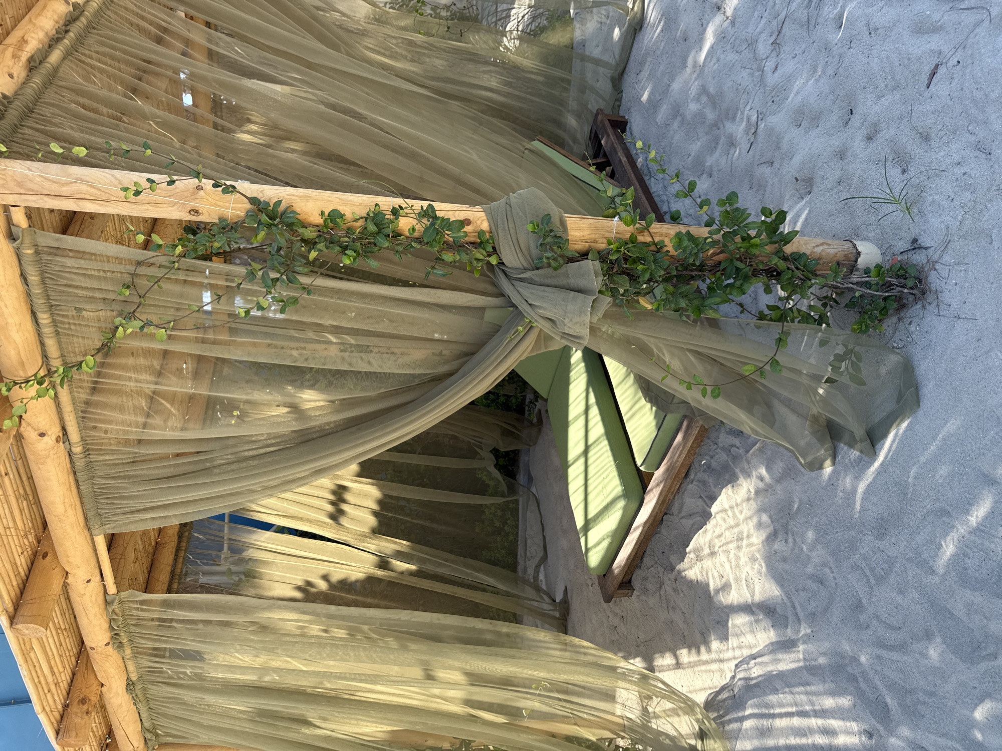 The image depicts an outdoor seating area on a sandy beach, likely in Bodrum, Turkey. The scene is dominated by a wooden pergola structure with a thatched roof, draped with sheer, olive-green curtains that create a semi-private enclosure. Two green lounge chairs are positioned within the shaded area. A green vine with small leaves is growing up one of the wooden support posts, and is tied with a piece of the curtain fabric. The sandy ground shows patterns of light and shadow cast by the pergola and curtains. The background, visible through the sheer curtains, appears to be foliage and possibly more structures. The overall atmosphere suggests a relaxed, possibly resort-like setting.