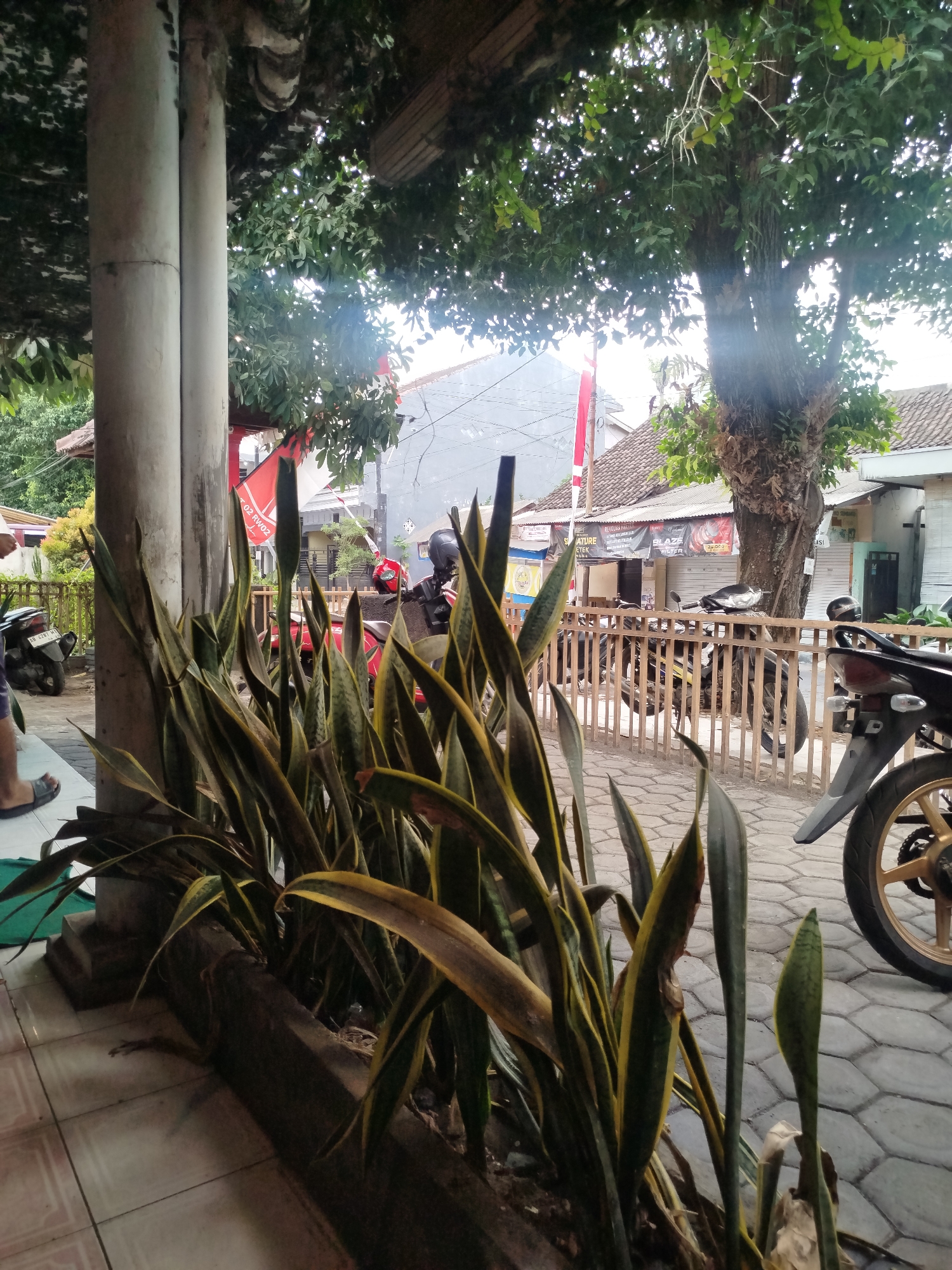 The image captures a street-level view of an outdoor setting, likely in Lumajang, Indonesia, indicated by the presence of red and white Indonesian flags. In the foreground, a dense cluster of snake plants with their characteristic variegated leaves lines a concrete planter box. To the left, a light-colored tiled walkway is visible, with a portion of a person's leg and foot wearing a dark sandal resting on it. Behind the plants, a thick, gray concrete pillar supports an overhead structure, possibly a roof or awning, obscured by lush green foliage from a large tree.
Further into the background, several parked motorcycles are lined up behind a wooden fence. One red motorcycle with a black helmet on the seat is prominent. Beyond the fence, buildings with tiled roofs suggest a commercial or residential area. A large tree with a textured trunk stands tall, its branches and leaves extending over the scene. The ground is paved with hexagonal grey stones. The overall atmosphere is that of a casual, possibly roadside establishment or a residential area with shops.