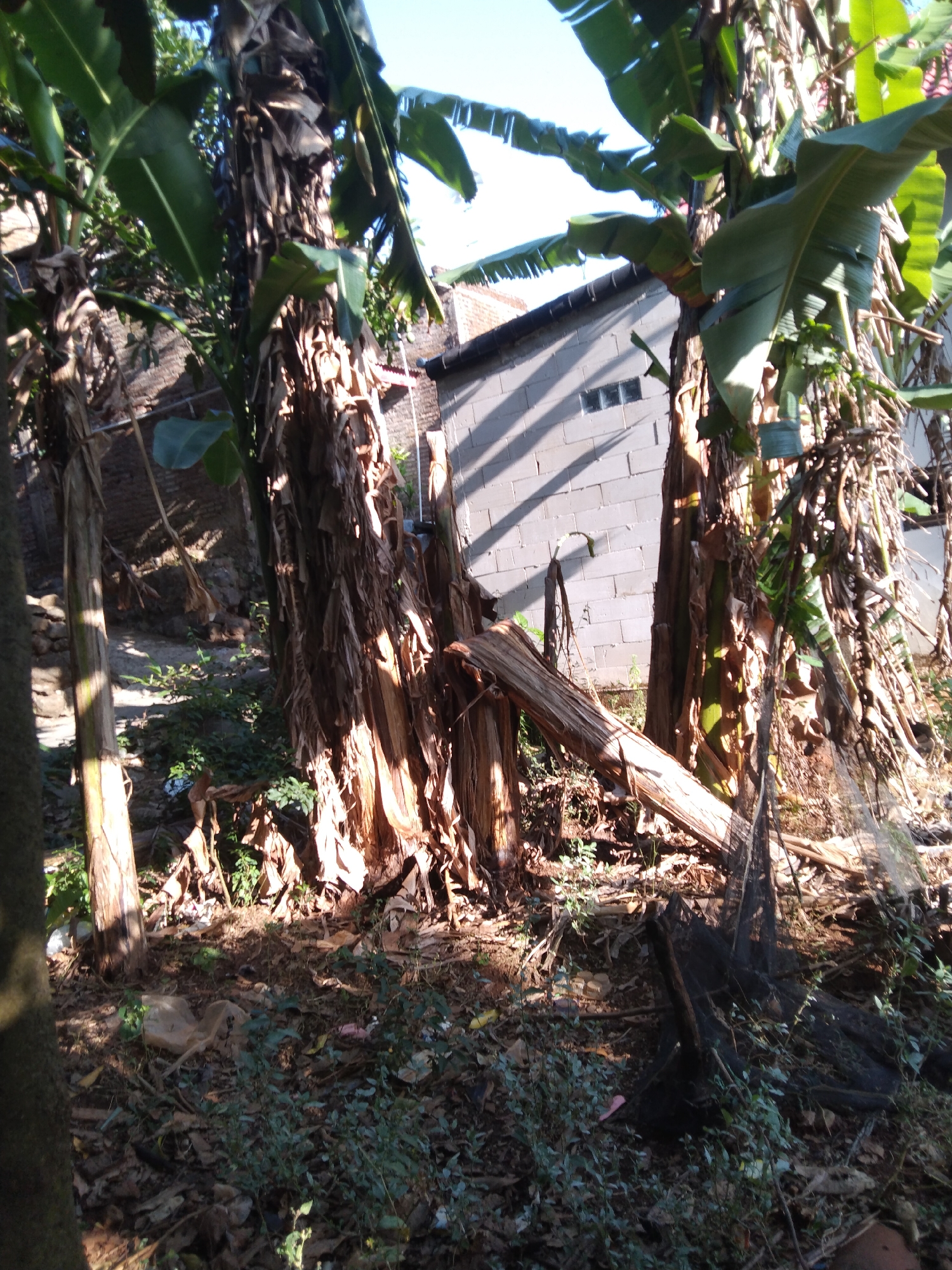 The image depicts an outdoor scene with lush vegetation, likely in a tropical or subtropical climate, with a building in the background. The foreground is dominated by the trunks of banana trees, characterized by their fibrous, layered bark. Several banana leaves are visible, some are green and healthy, while others appear dried and brown. Fallen leaves and debris cover the ground, indicating a natural or semi-natural environment.
In the mid-ground, a structure with a light-colored, block-like facade is partially visible, with a dark roofline. The building has a distinct shadow pattern on its wall, suggesting it is illuminated by sunlight. Two small, rectangular windows are present on the building's exterior. A large, fallen log lies horizontally across the scene, possibly from one of the banana trees.
The ground is uneven and appears to be a mix of soil and organic matter. Some plastic bags and other forms of litter are scattered on the ground, suggesting the area may be subject to some level of human activity or neglect. A dark, netted object, possibly a fishing net or a protective net, is positioned on the ground in the lower right portion of the image. The overall lighting suggests it is daytime, with sunlight casting shadows and highlighting certain areas. The image is of a naturalistic setting within a built environment, typical of residential areas in regions like Krajan, Indonesia.