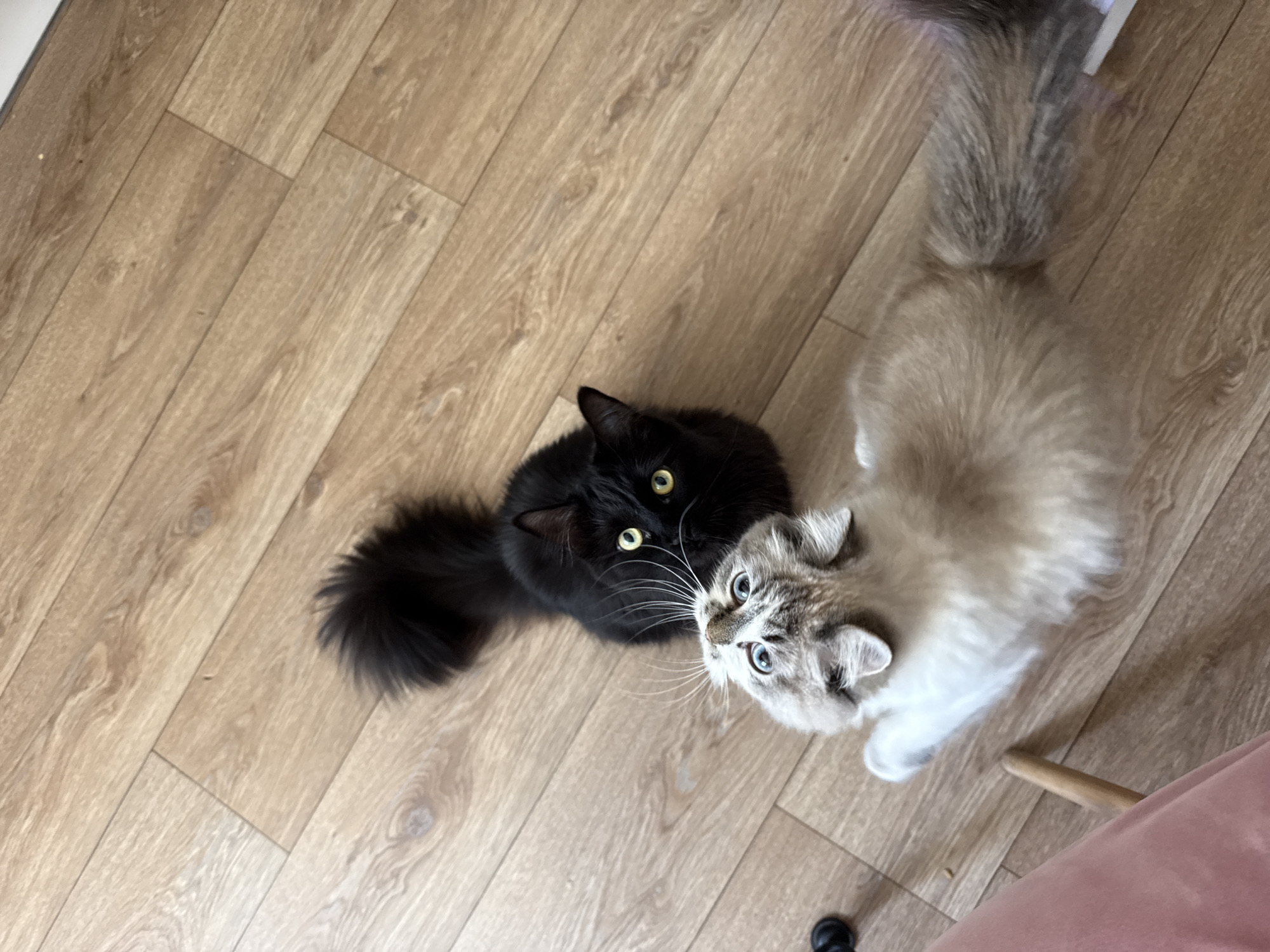 Two cats are positioned on a light-brown wooden floor. The floorboards run diagonally from the top left to the bottom right. The first cat, a black longhair, is on the left with its eyes looking up. The second cat, a light-grey and white longhair, is on the right looking up with blue eyes. A portion of pink fabric is visible in the lower right corner. A small black object is present on the floor near the lower right corner. The location is not discernible from the image. The city of Rostov-on-Don, Russia cannot be determined from the image.