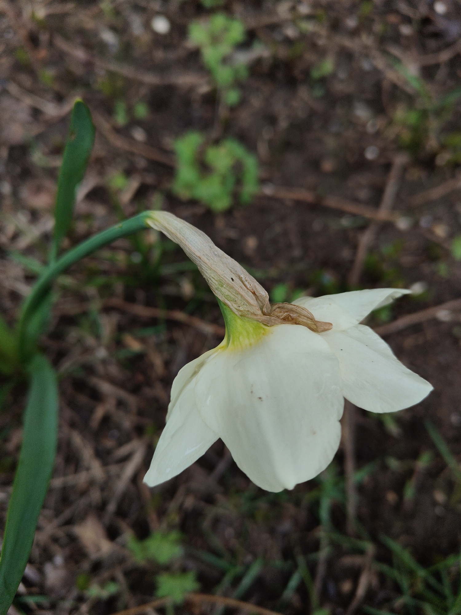 The image captures a close-up of a single white flower, which appears to be a daffodil or narcissus, in a state of wilting or decline. The flower is mostly white, with its petals and corona distinct. The base of the flower and the upper part of the stem show significant browning and drying, indicating the flower is past its prime. It hangs downwards from its sturdy green stem, which curves gently from the left side of the frame. The background is out of focus, consisting of dark brown earth or soil, interspersed with small patches of green foliage or grass. The overall setting is outdoors, likely a garden or natural environment. The lighting is soft and diffused, without harsh shadows, suggesting an overcast day or indirect light. There is no visible text or human activity.